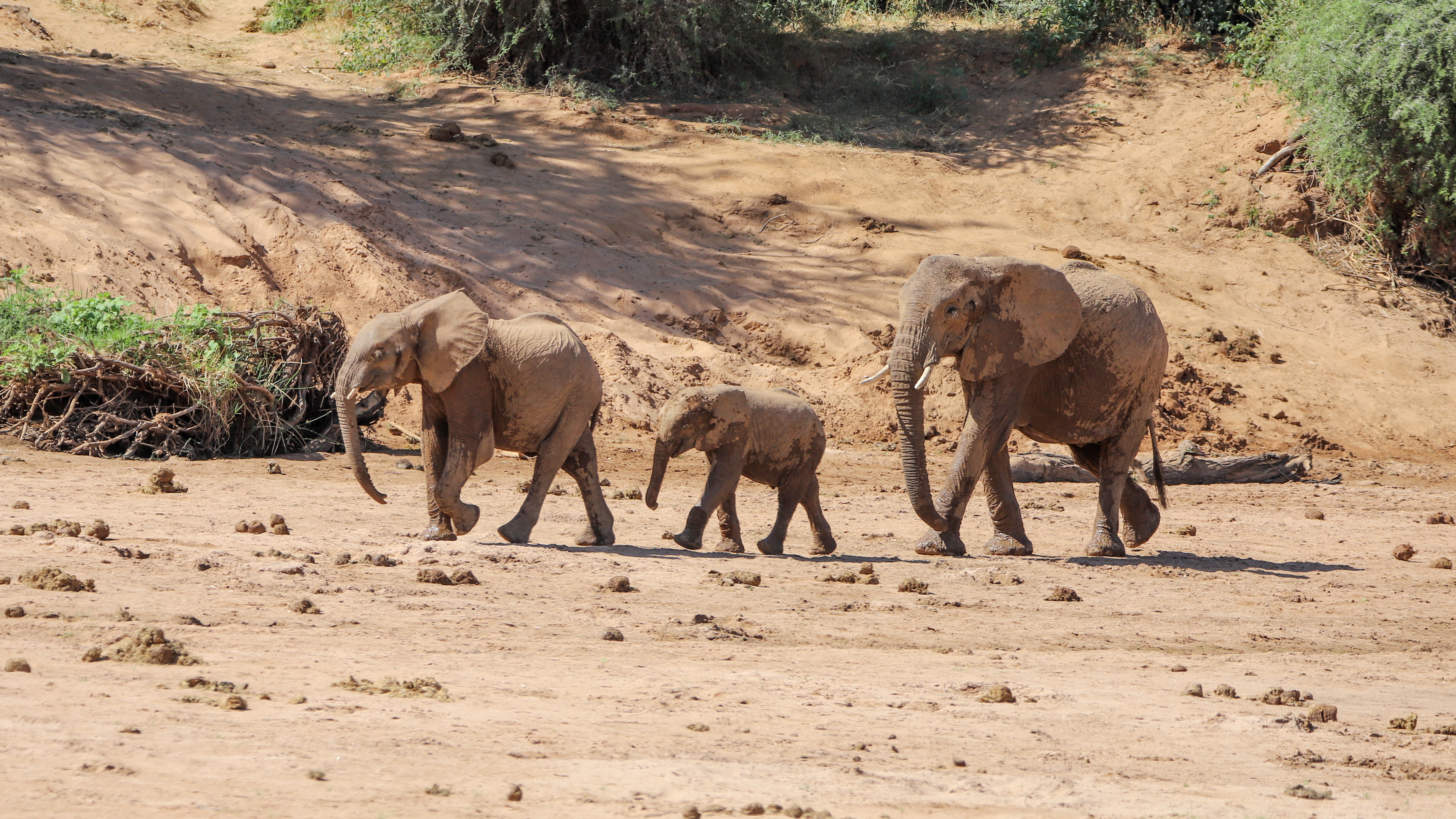 Elephant March ©MomentsbHeatherNicole