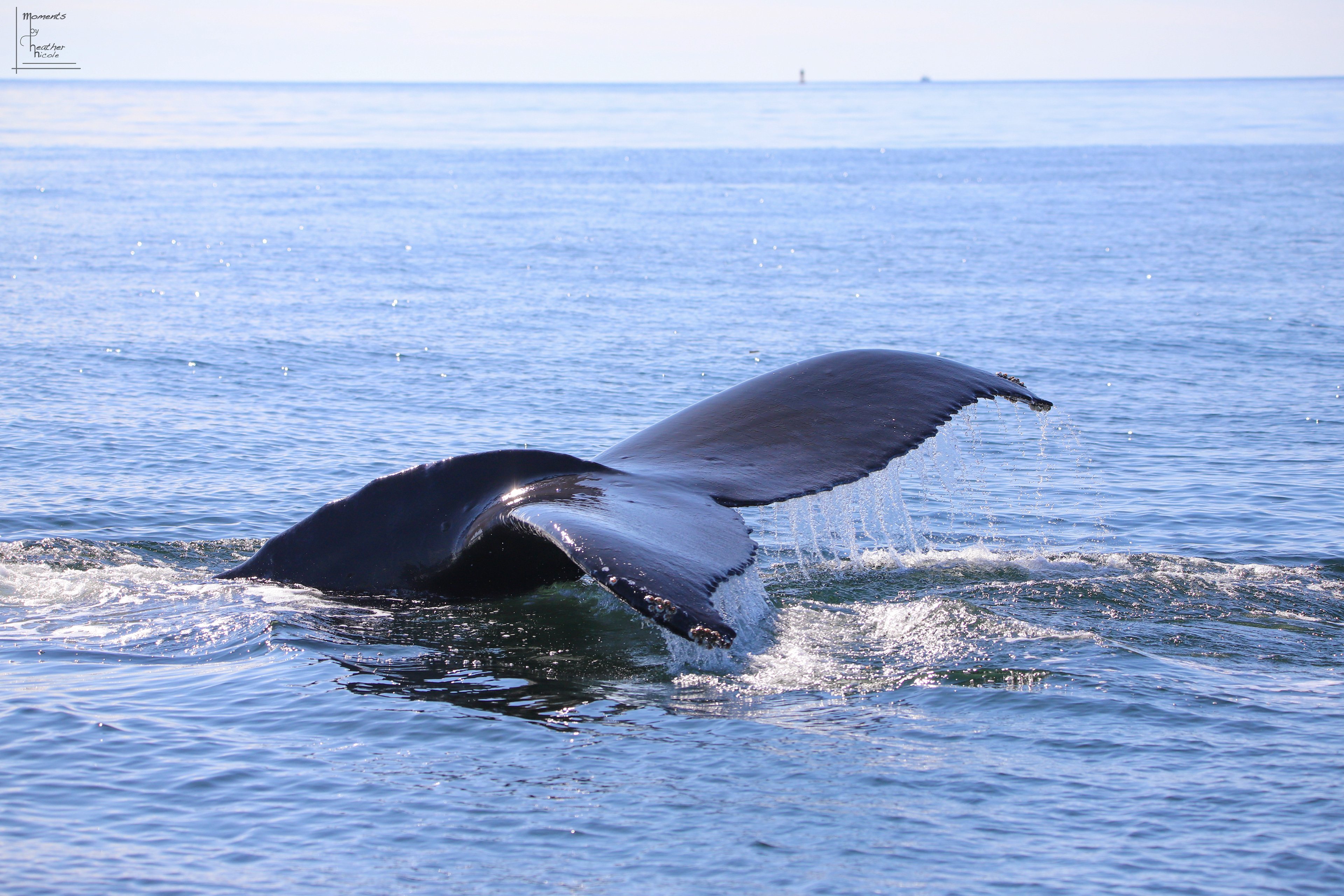 Close Encounter - ©MomentsbyHeatherNicole