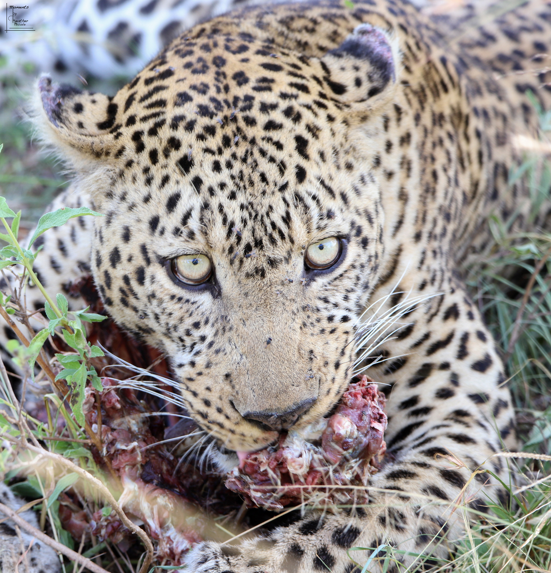 Hunger - ©MomentsbyHeatherNicole