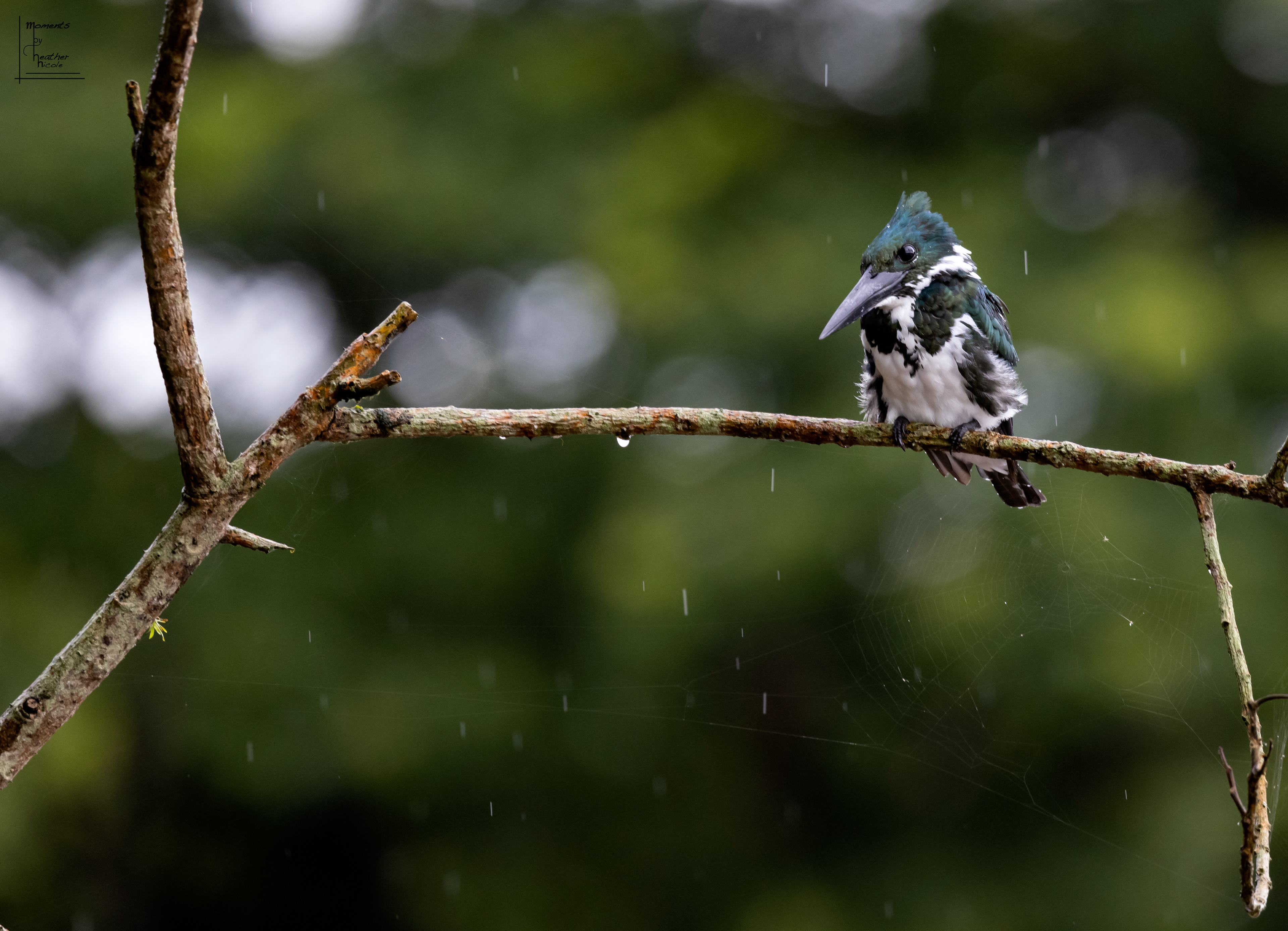 Green Kingfisher  ©MomentsbyHeatherNicole 