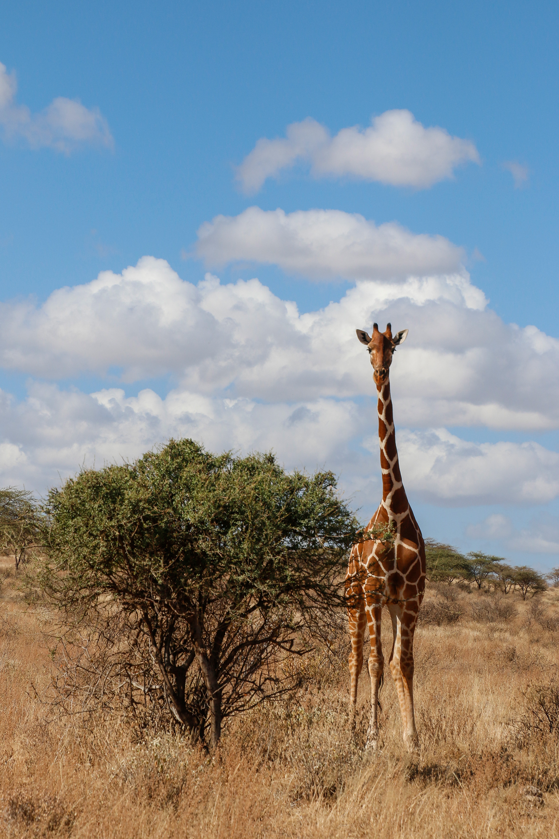 Giraffe Look ©MomentsbyHeatherNicole