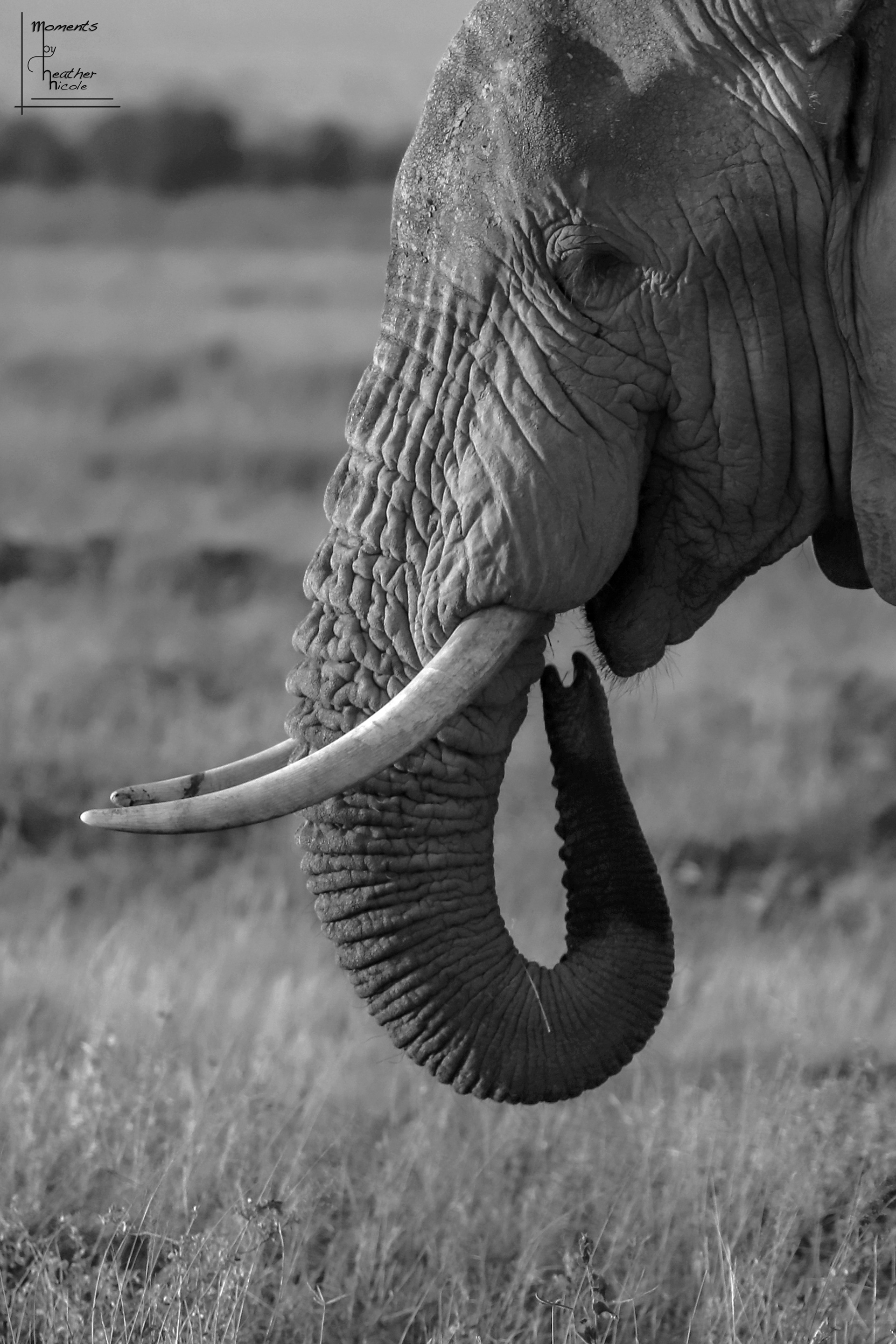 Smile  - ©MomentsbyHeatherNicole