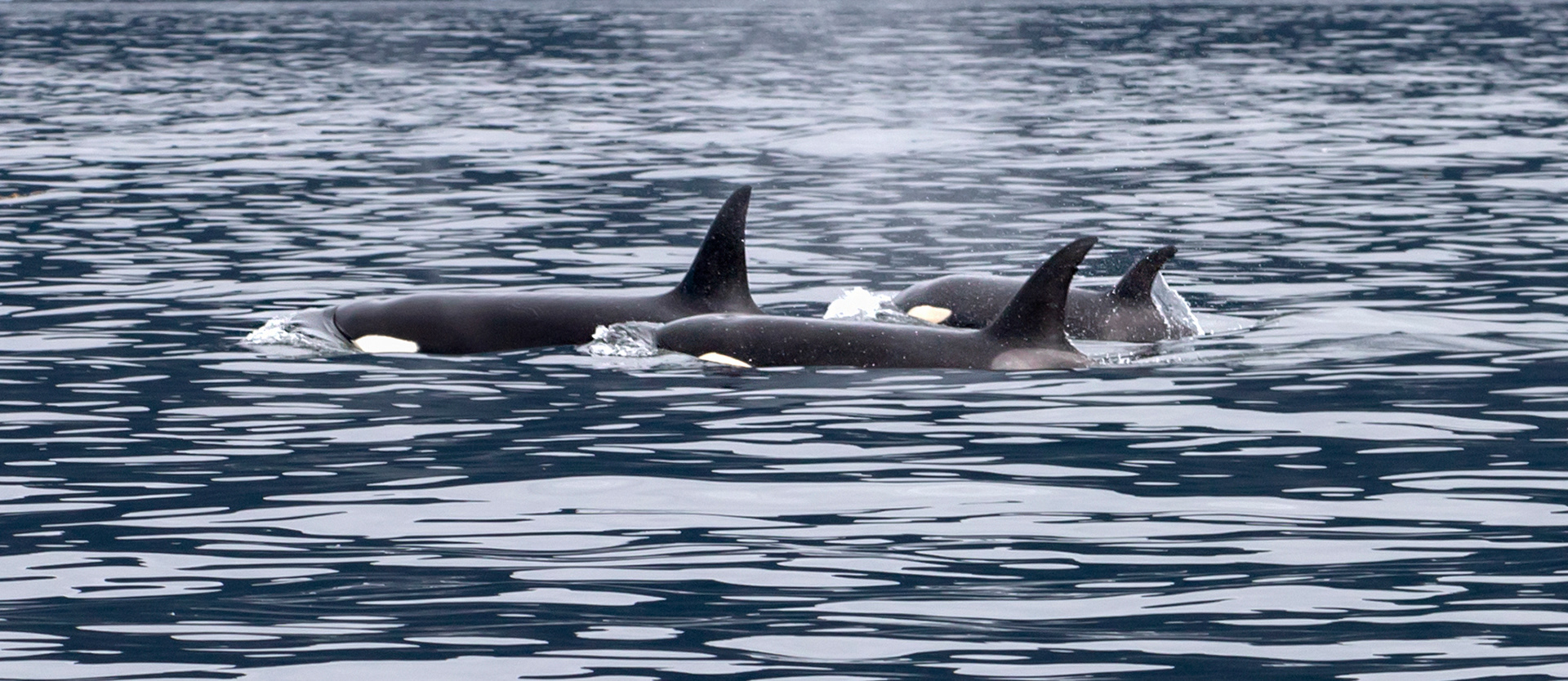 A pod of Orca swiftly swims past our boat in Sitka, Alaska. ©MomentsbyHeatherNicole