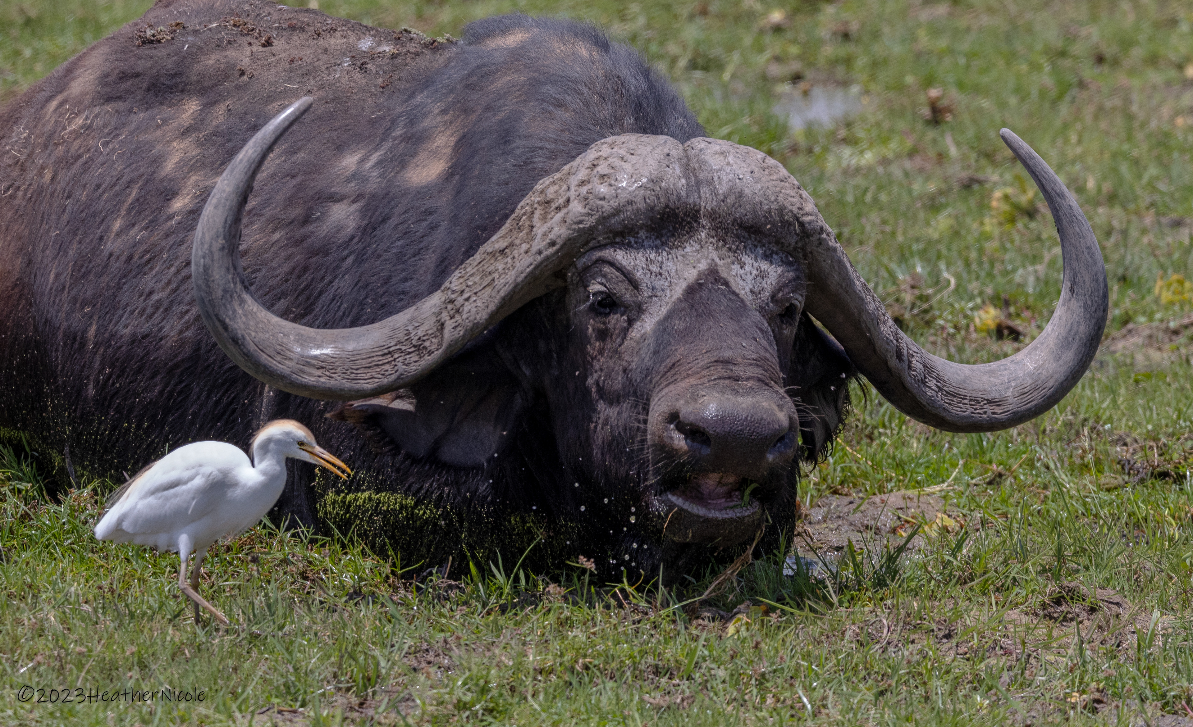 Cape Buffalo - ©MomentsbyHeatherNicole