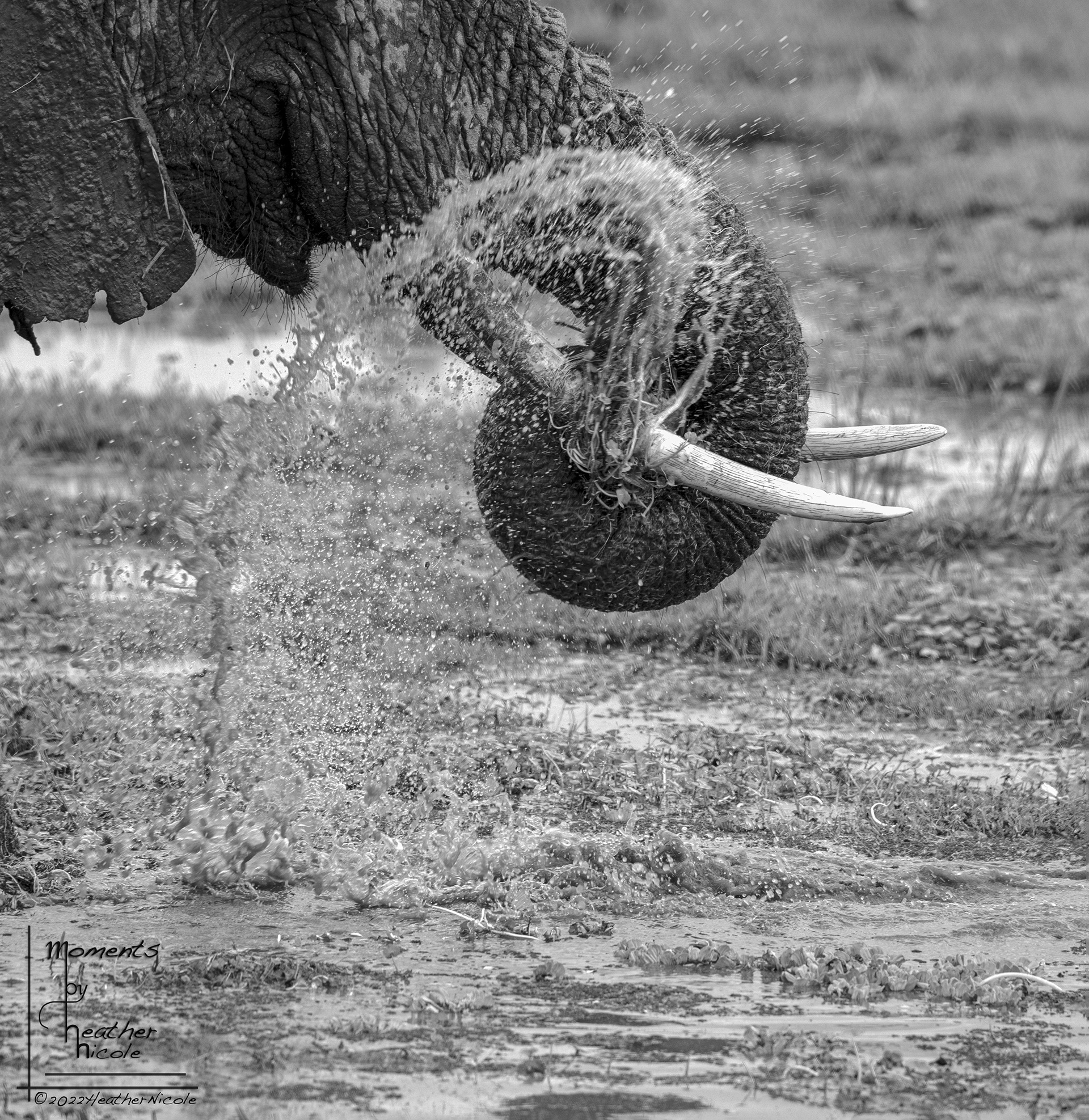 Wash the Vegetables  - ©MomentsbyHeatherNicole