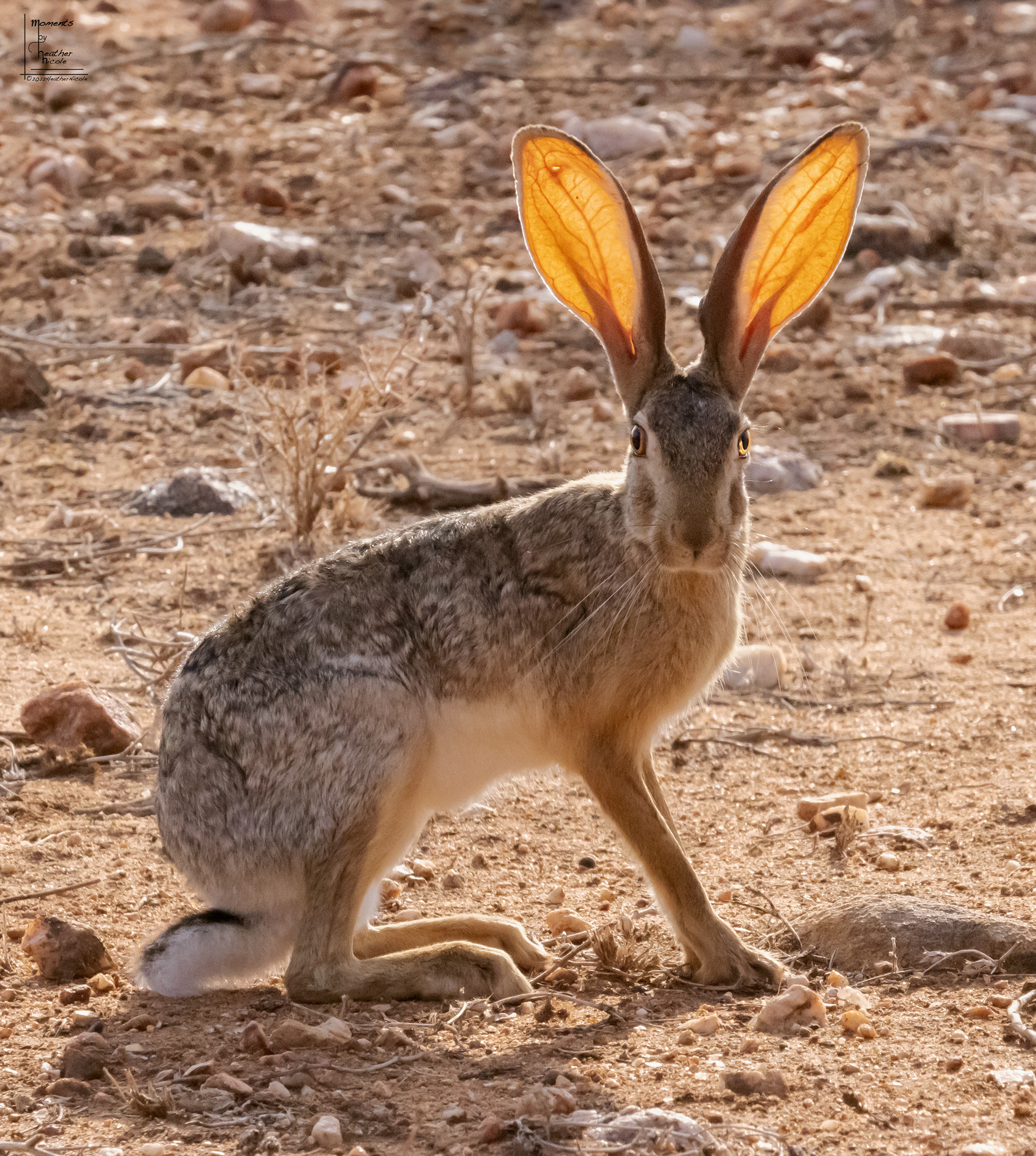 African Jackrabbit ©MomentsbyHeatherNicole