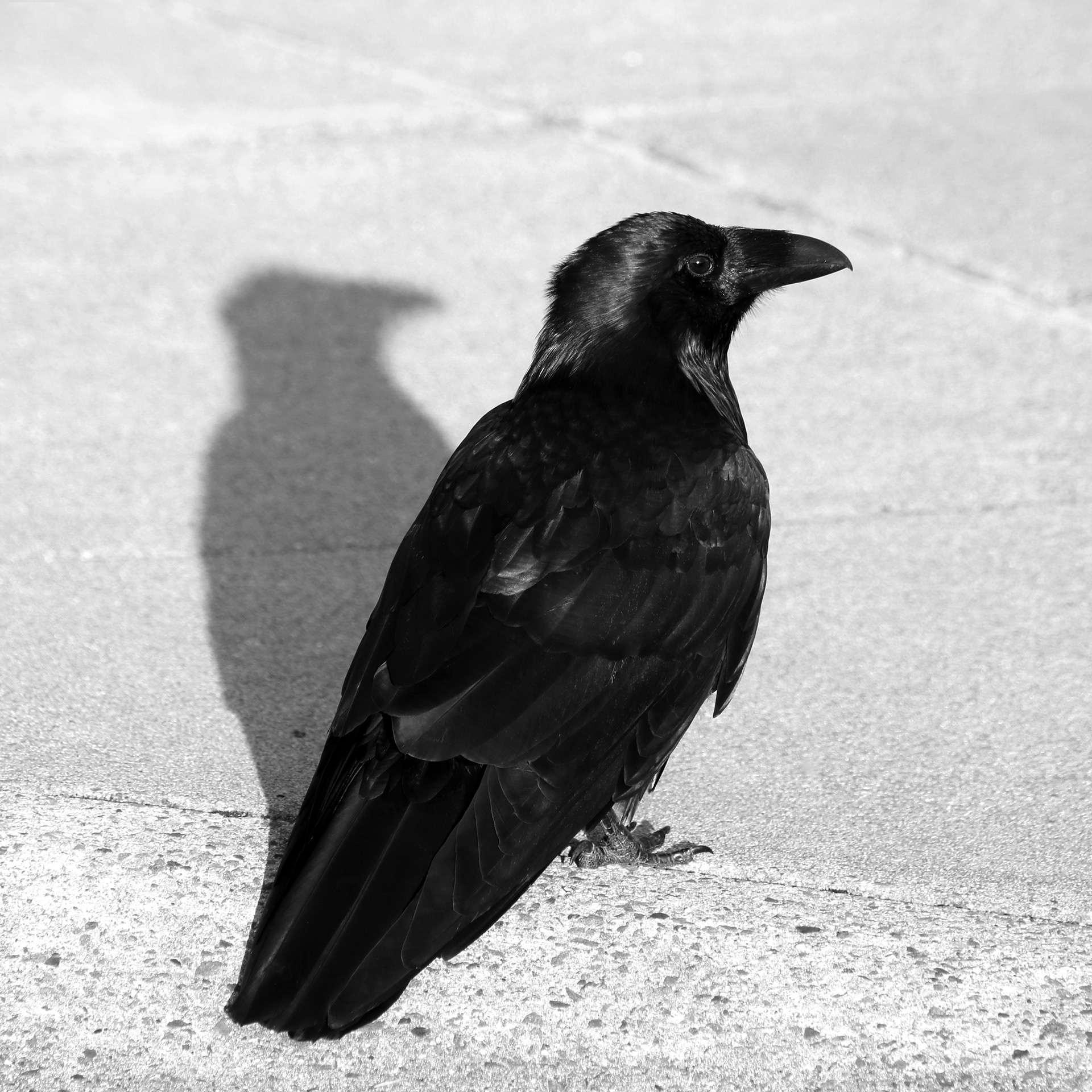 Raven Shadow - ©MomentsbyHeatherNicole