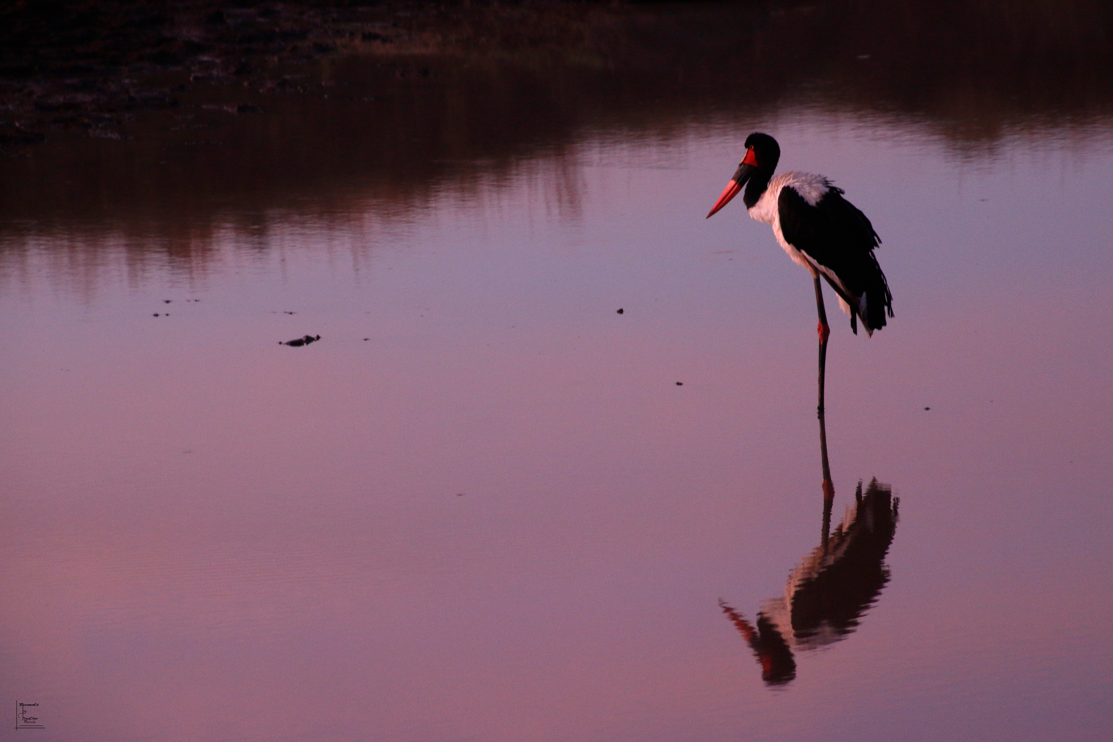 African Shoebill - ©MomentsbyHeatherNicole