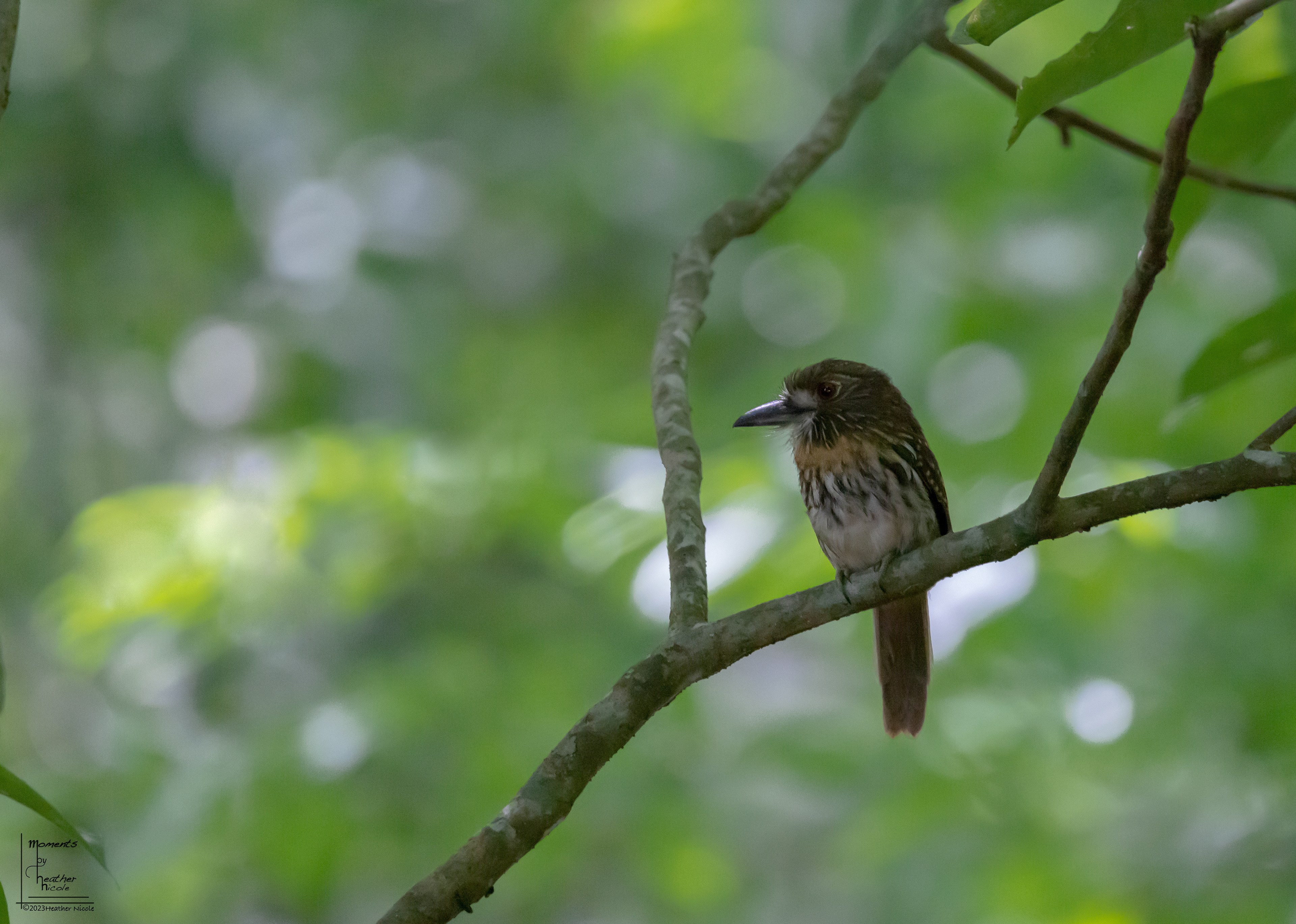 White Wiskered Puffbird  ©MomentsbyHeatherNicole 