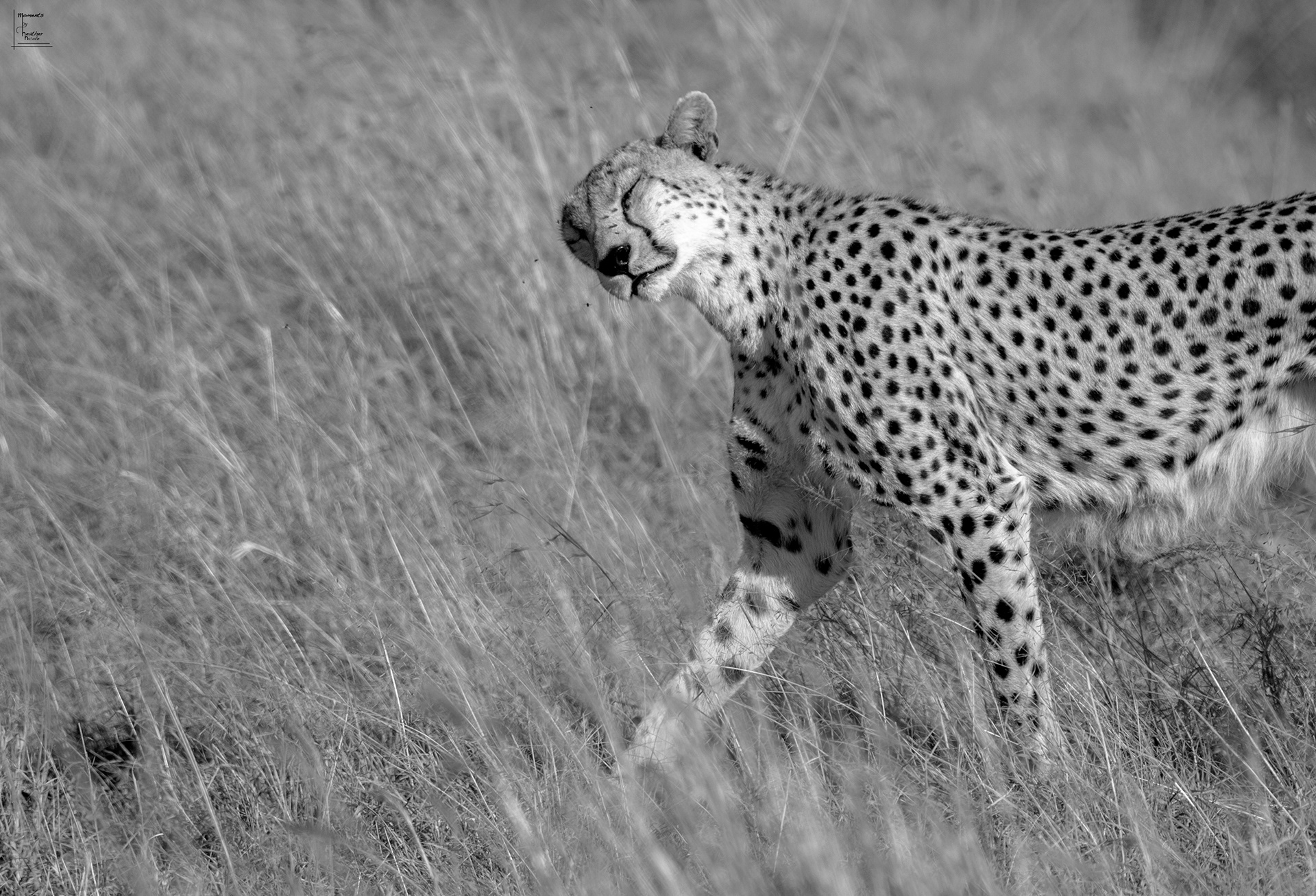 Soft Grass - ©MomentsbyHeatherNicole