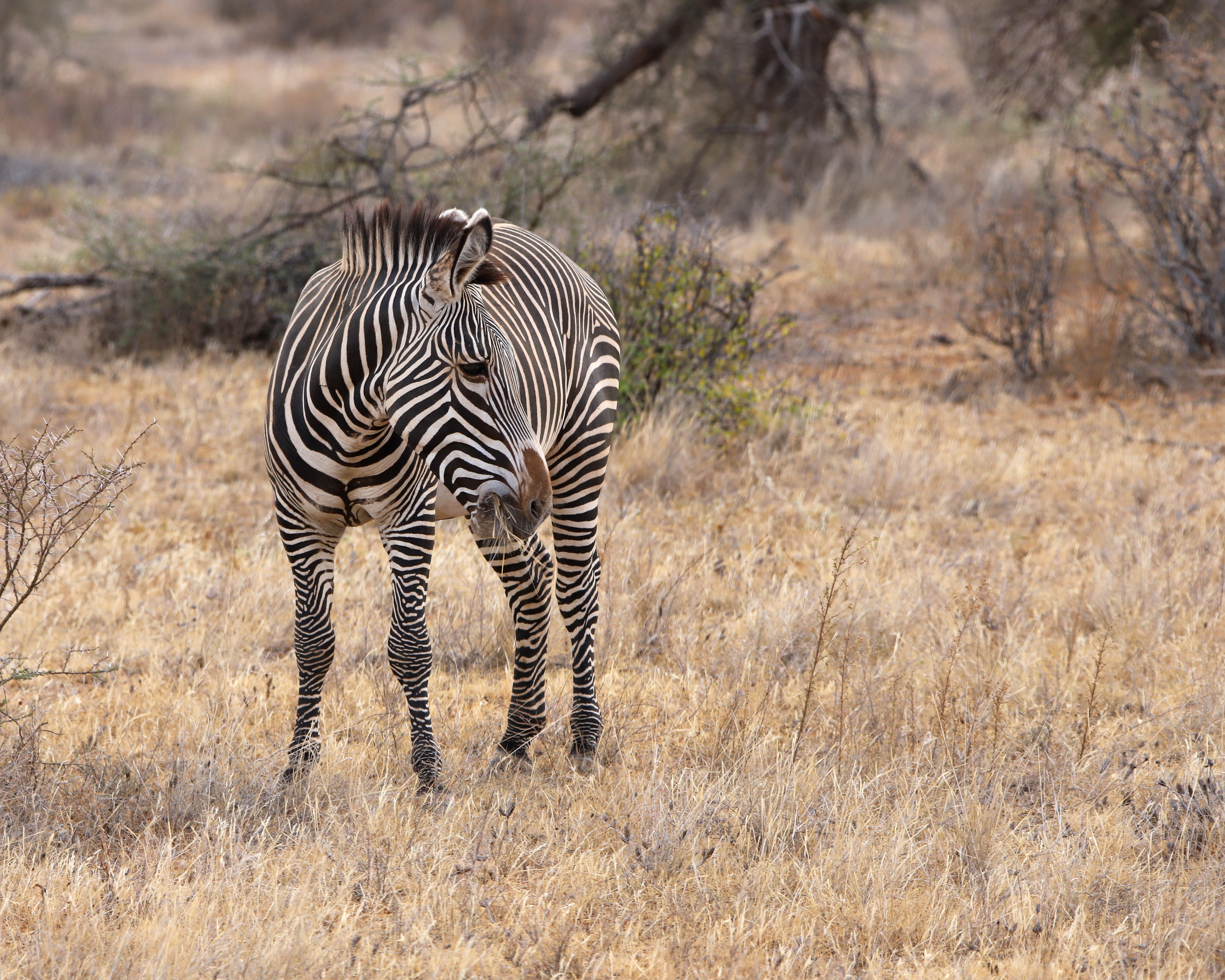 Grevy's Zebra ©MomentsbyHeatherNicole
