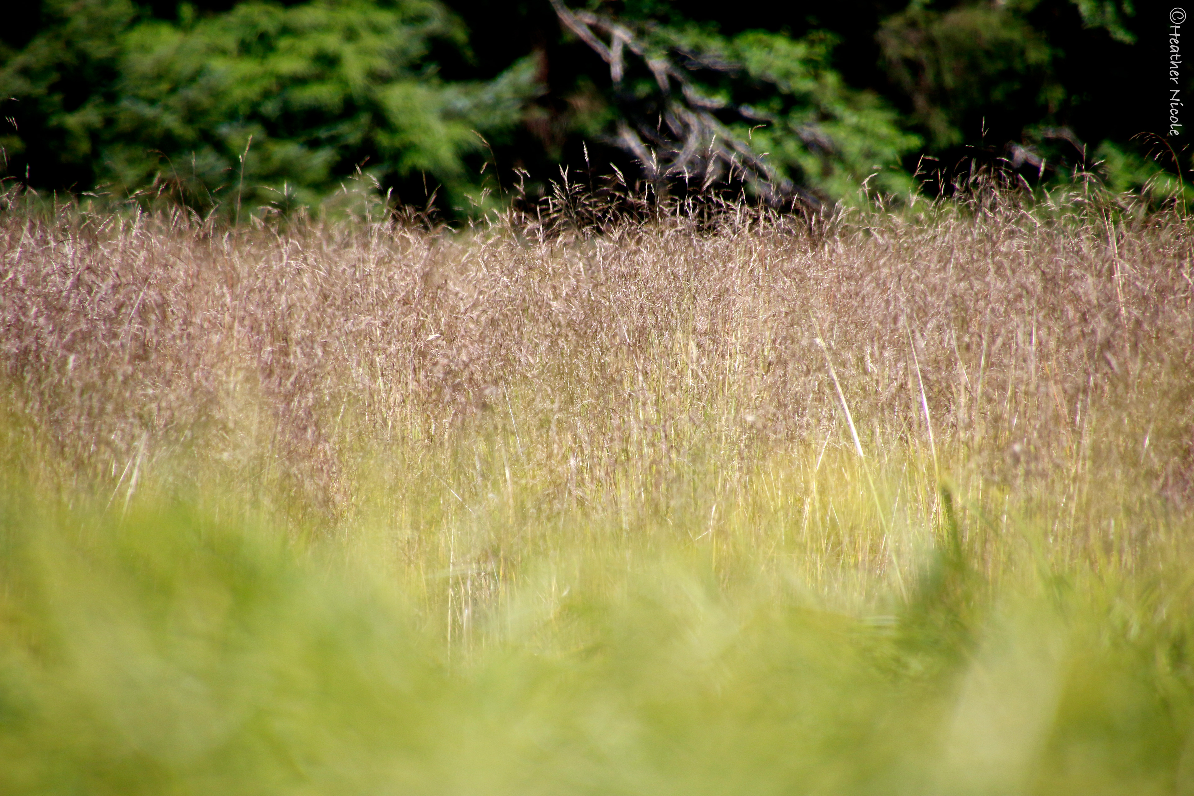 Grass Layers ©MomentsbyHeatherNicole