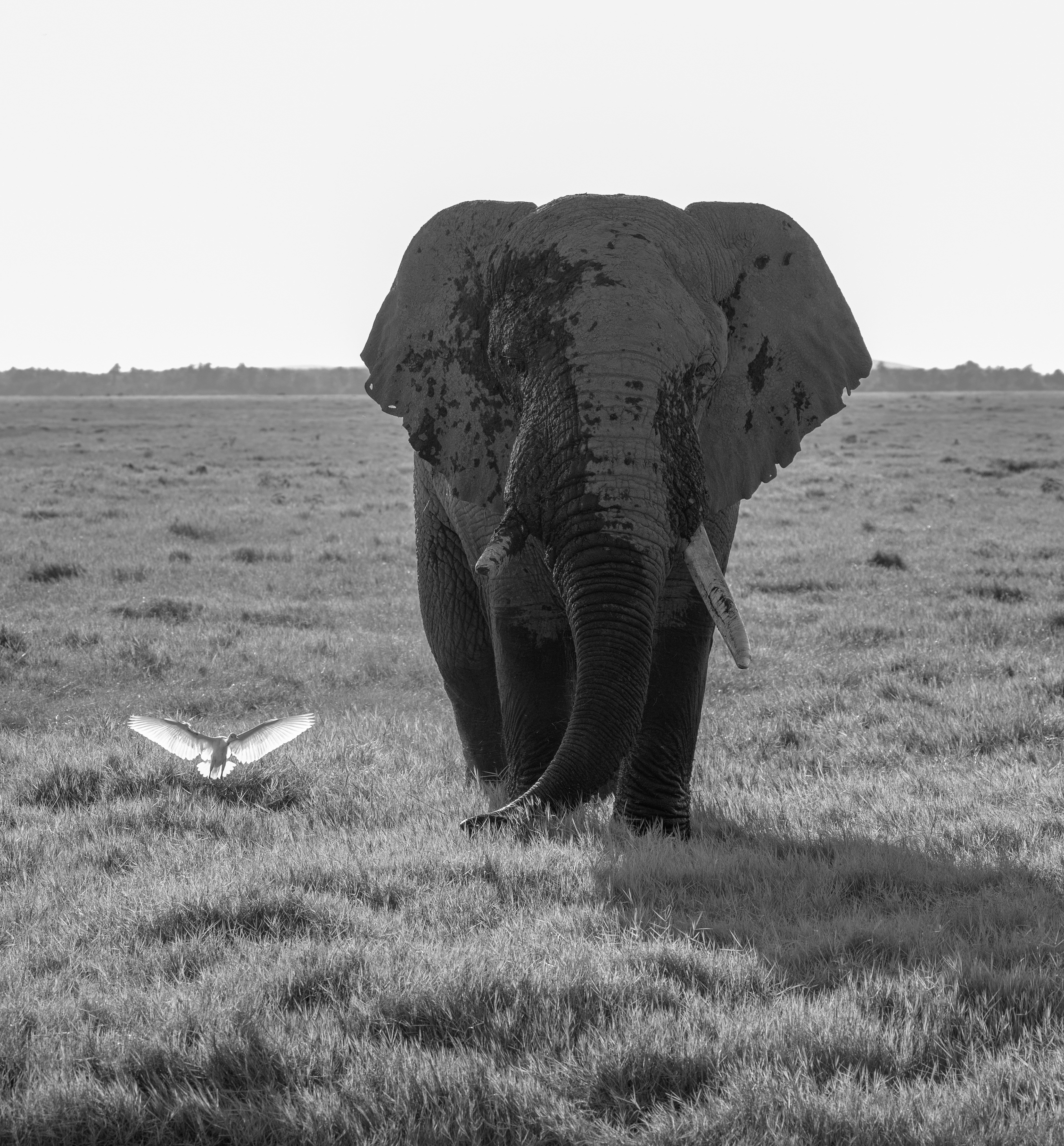 Elephant Guard