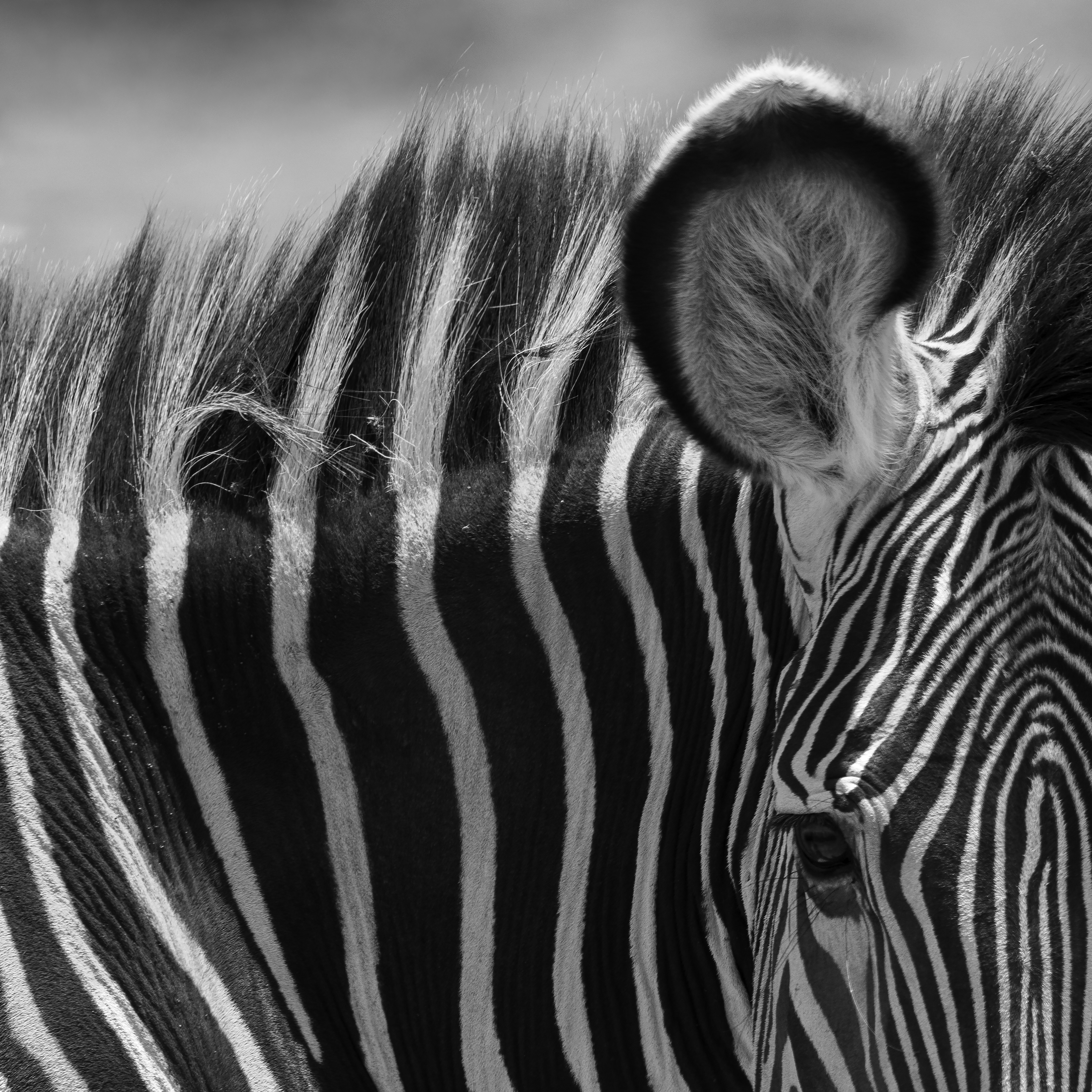 The Grevy's Zebra - ©MomentsbyHeatherNicole