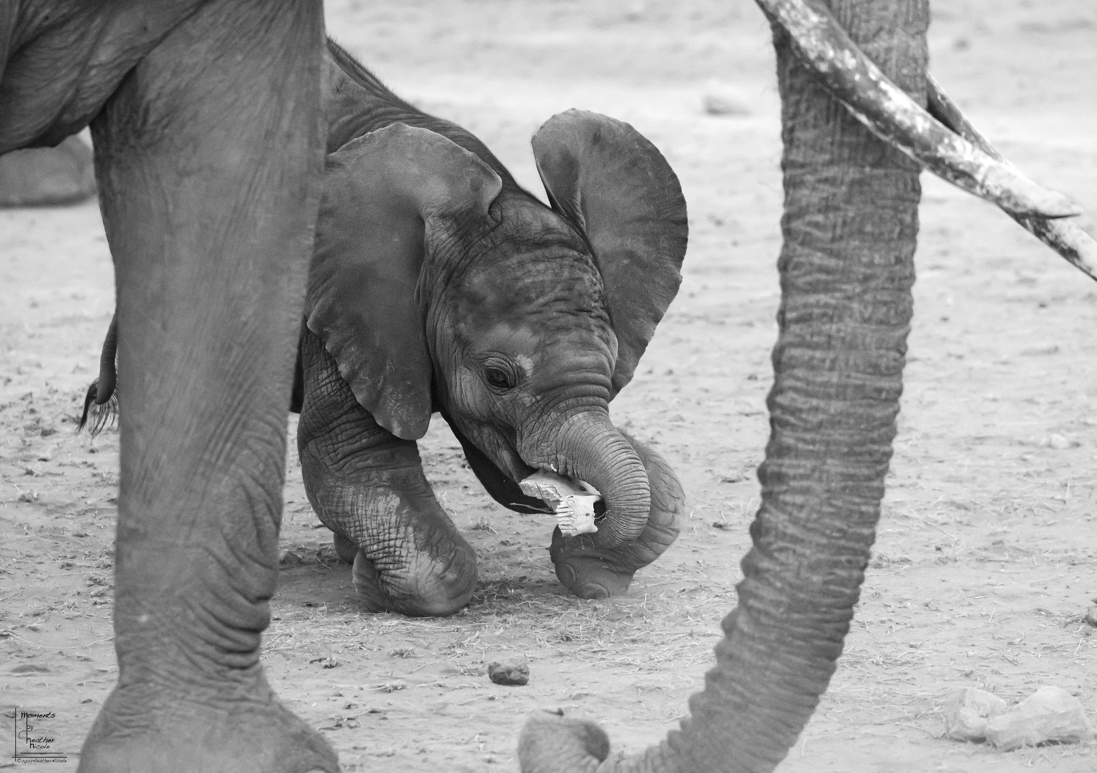 Curious  - ©MomentsbyHeatherNicole