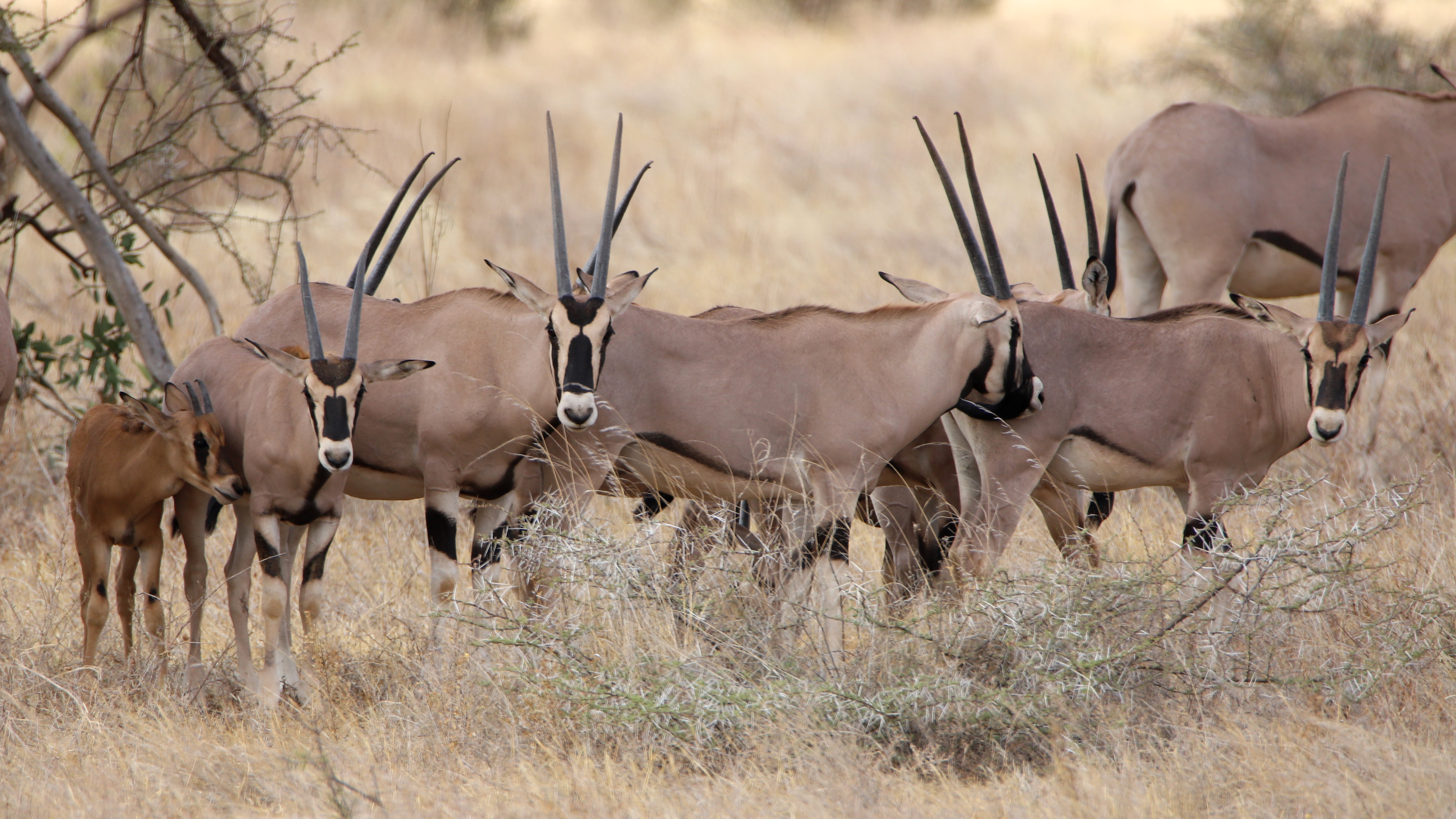 Oryx Family ©MomentsbyHeatherNicole
