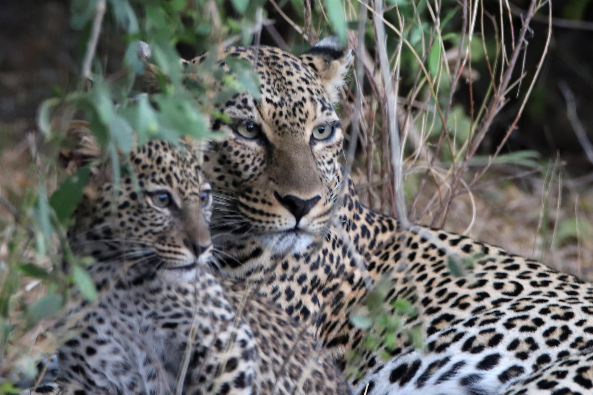 Leopard Love
