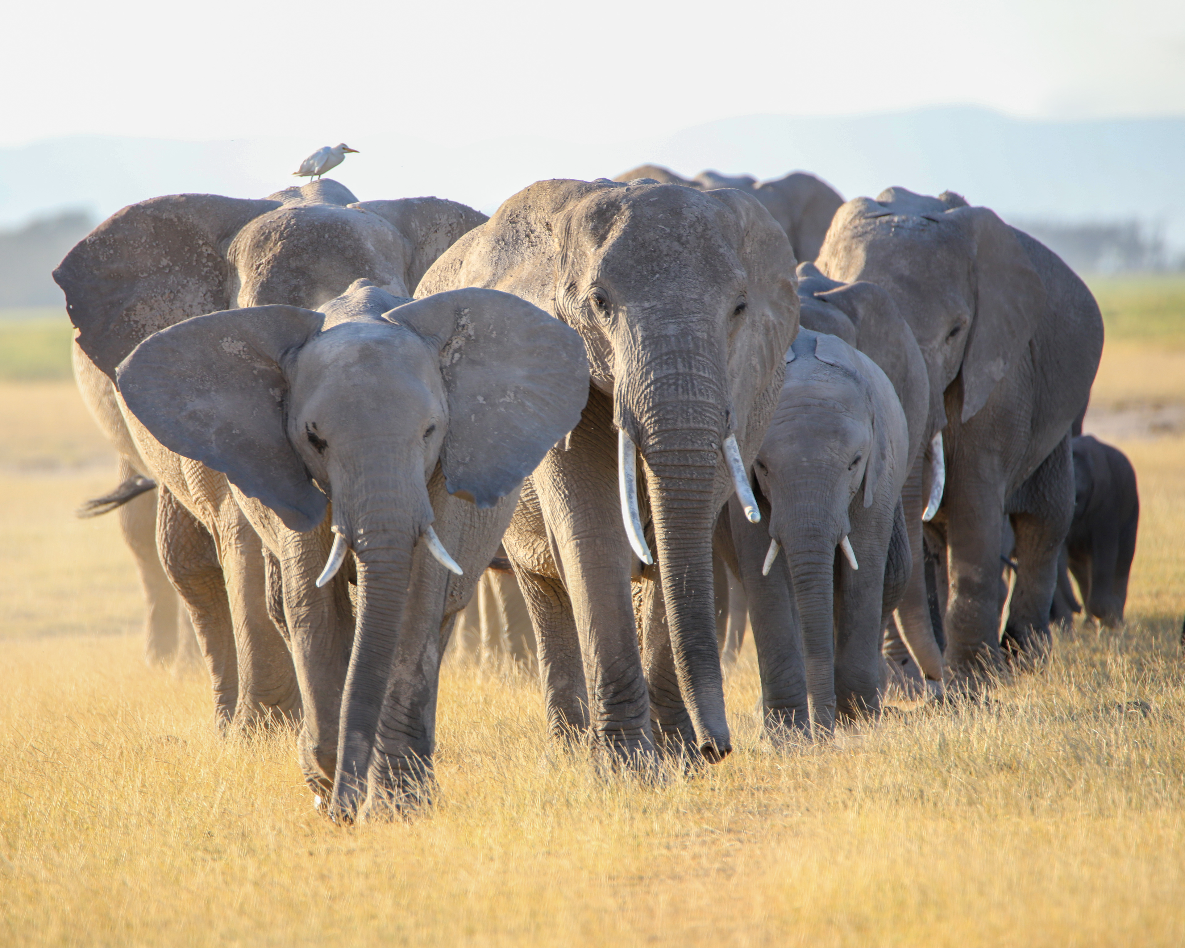 Herd on the Move ©MomentsbyHeatherNicole