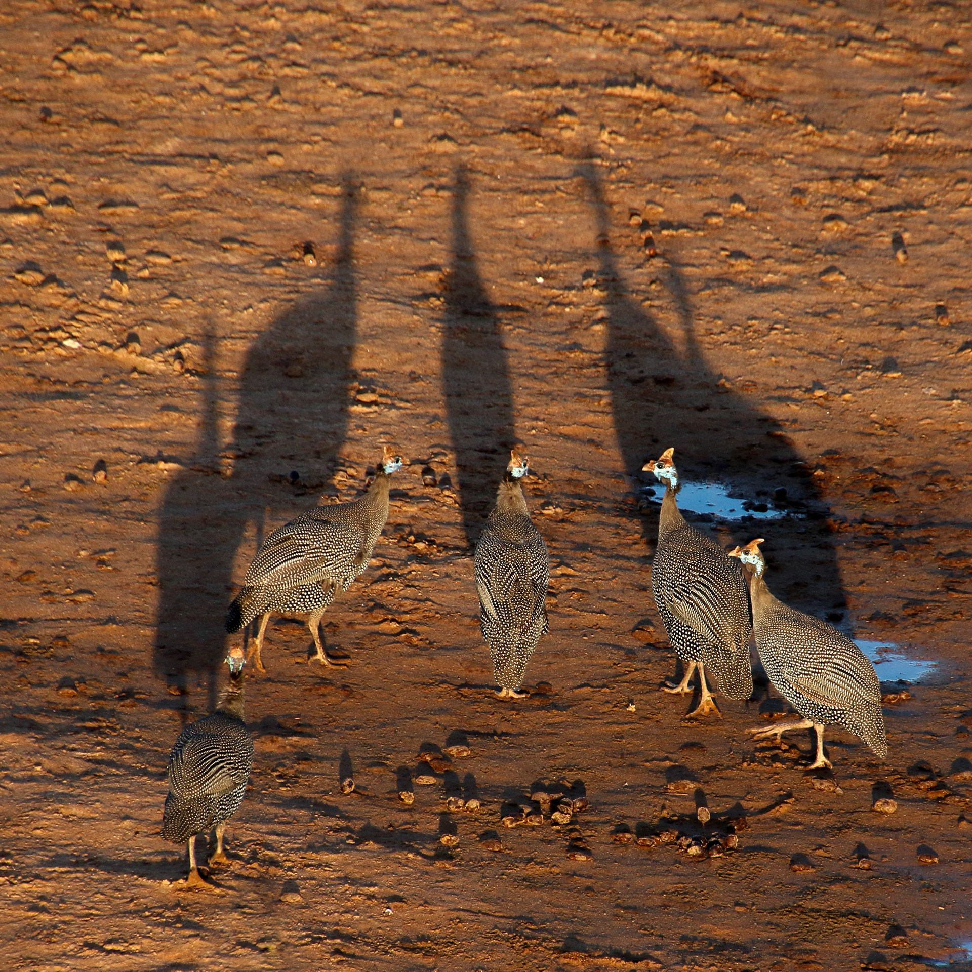 Vulturine Guineafowl ©MomentsbyHeatherNicole