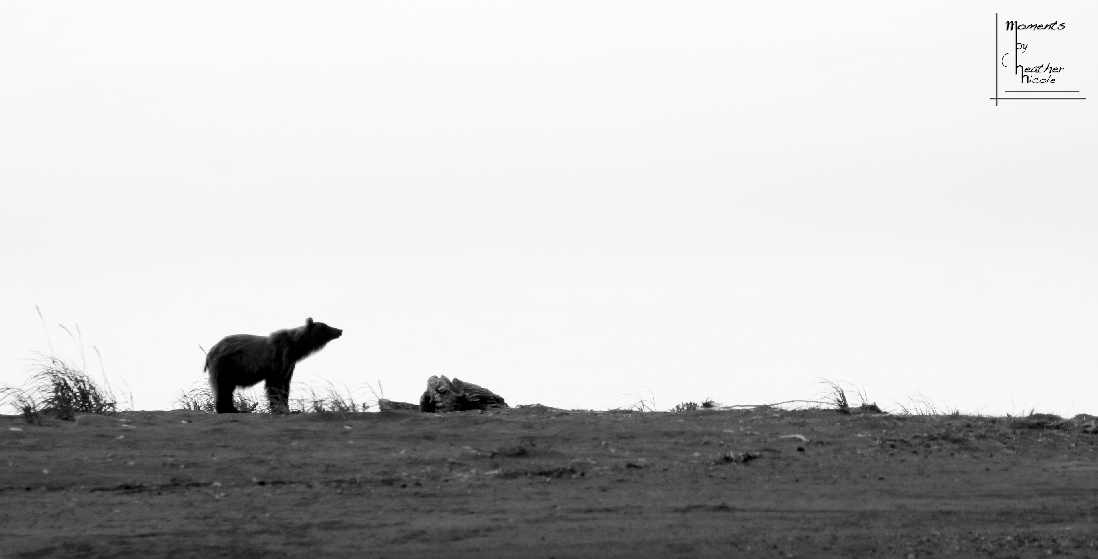 Coastal Brown Bear Silhouette - ©MomentsbyHeatherNicole