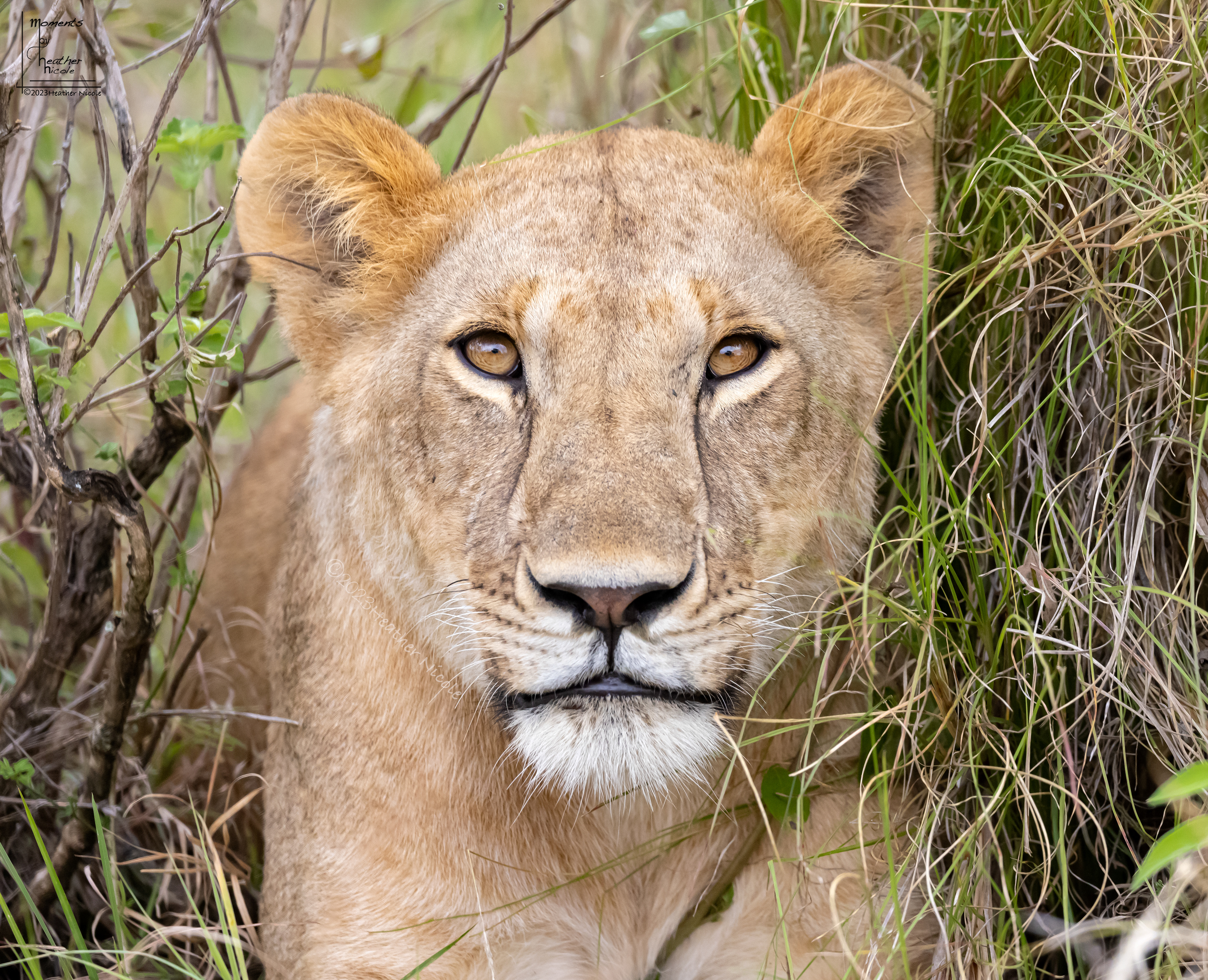 Fearless Beauty - ©MomentsbyHeatherNicole