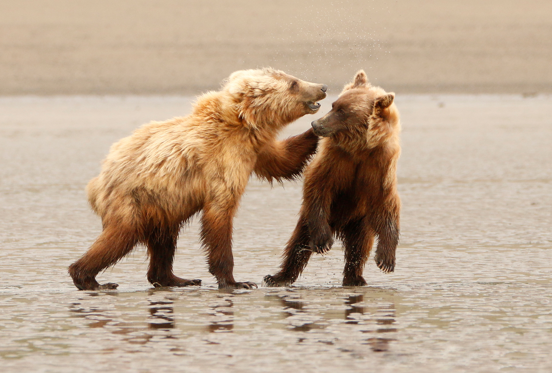 Shall We Dance  - ©MomentsbyHeatherNicole