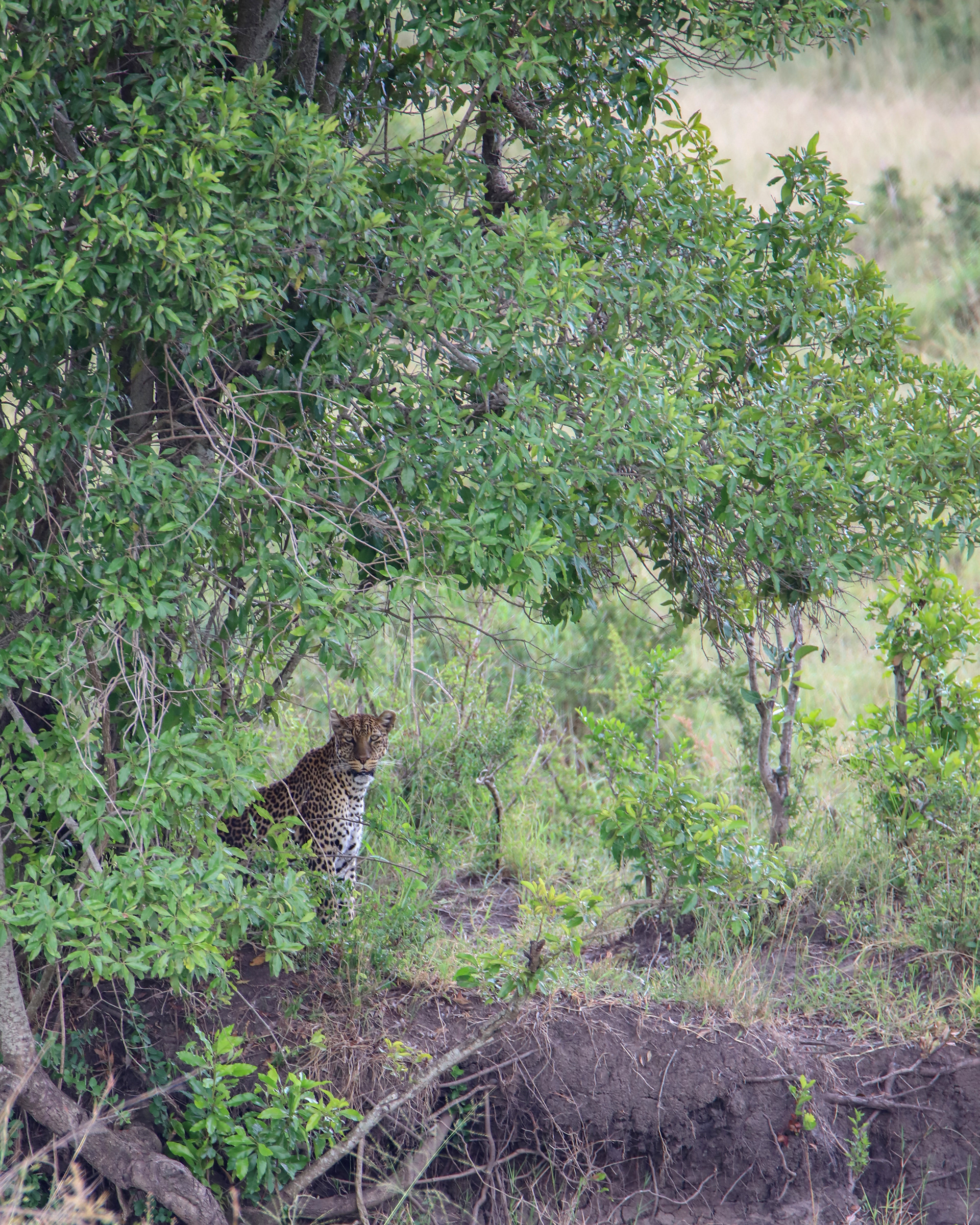 Looming Leopard ©MomentsbyHeatherNicole