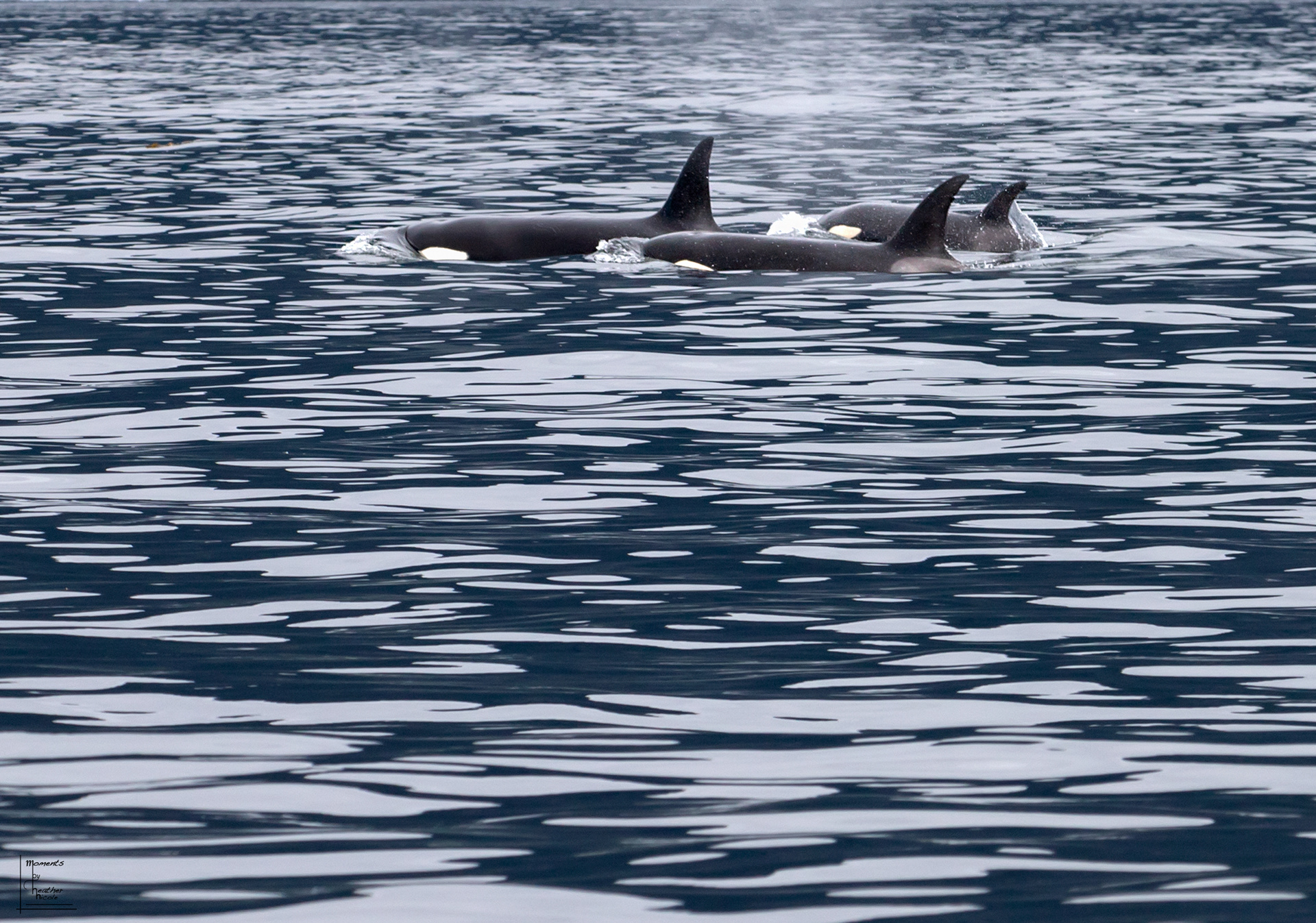 Orcas - ©MomentsbyHeatherNicole