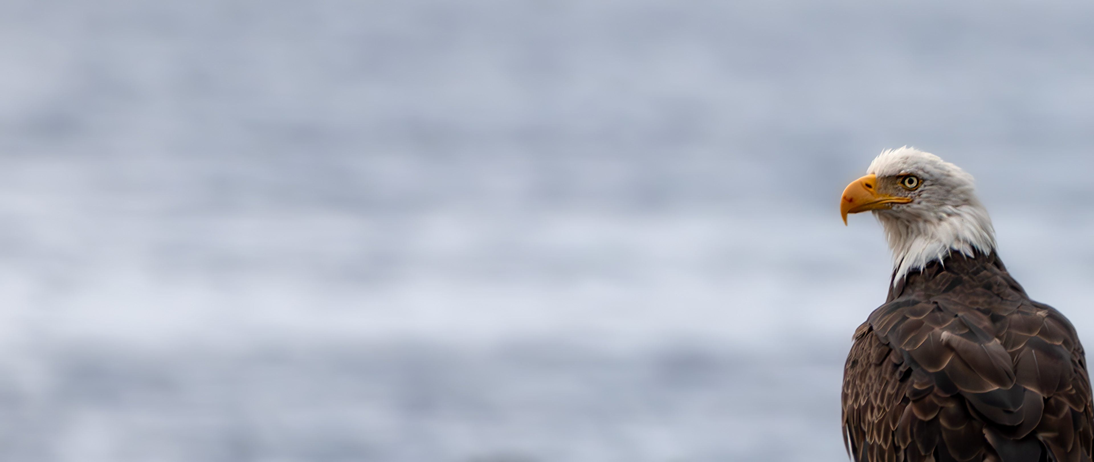 Bald Eagle Panoramic - ©MomentsbyHeatherNicole