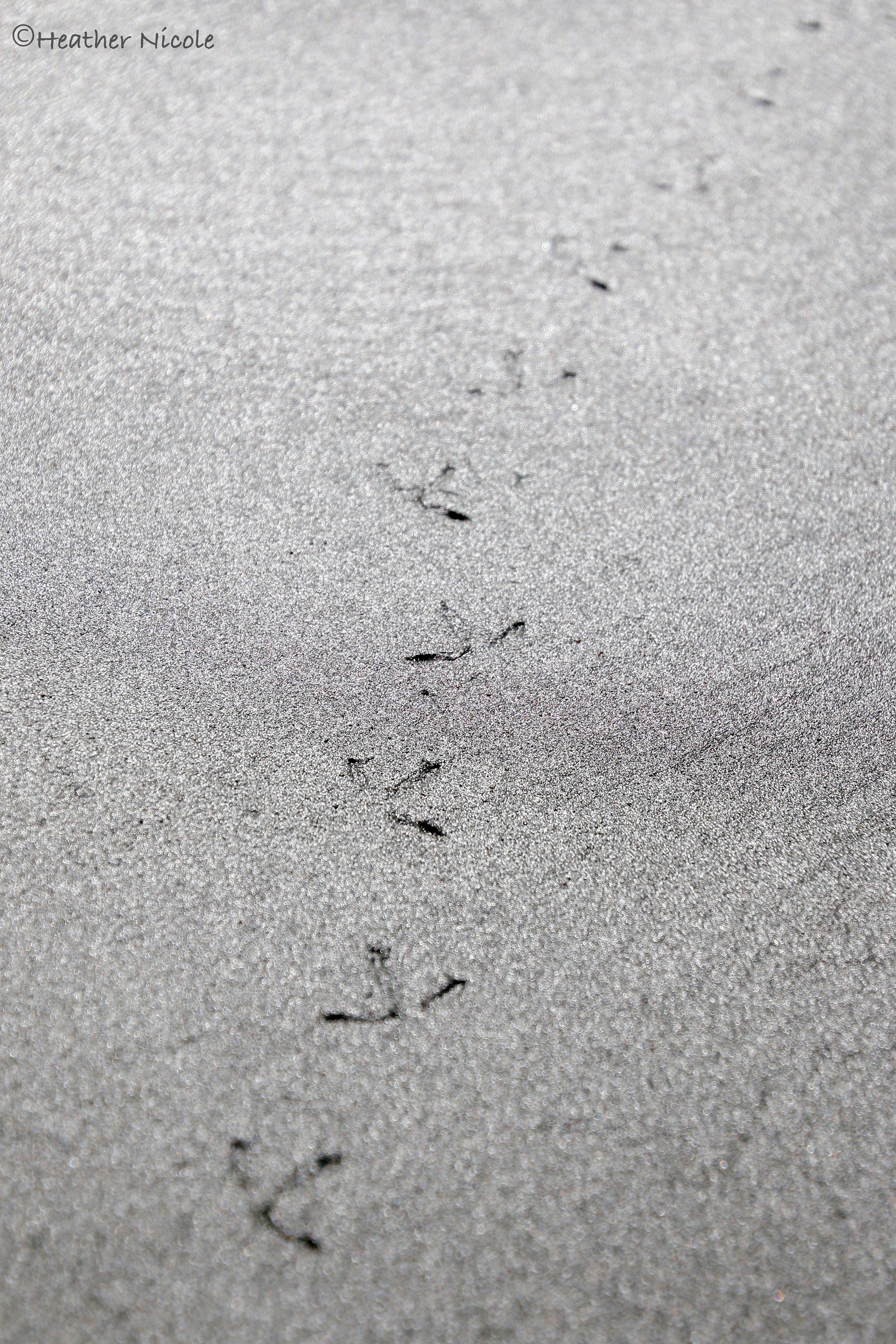 Footprints ©MomentsbyHeatherNicole