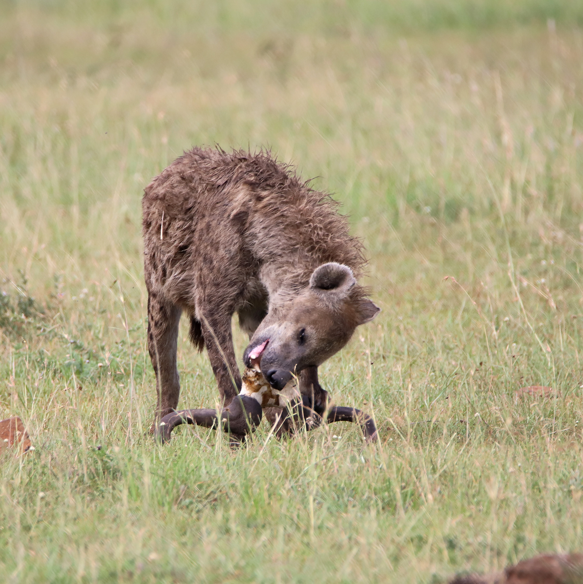 Hungry Hyena ©MomentsbyHeatherNicole