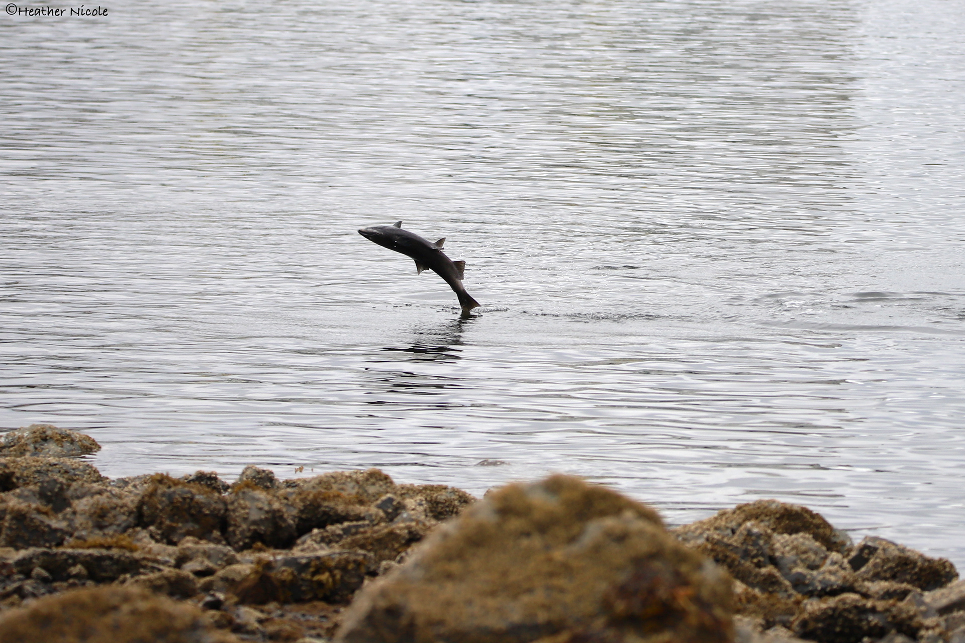Salmon Breach ©MomentsbyHeatherNicole