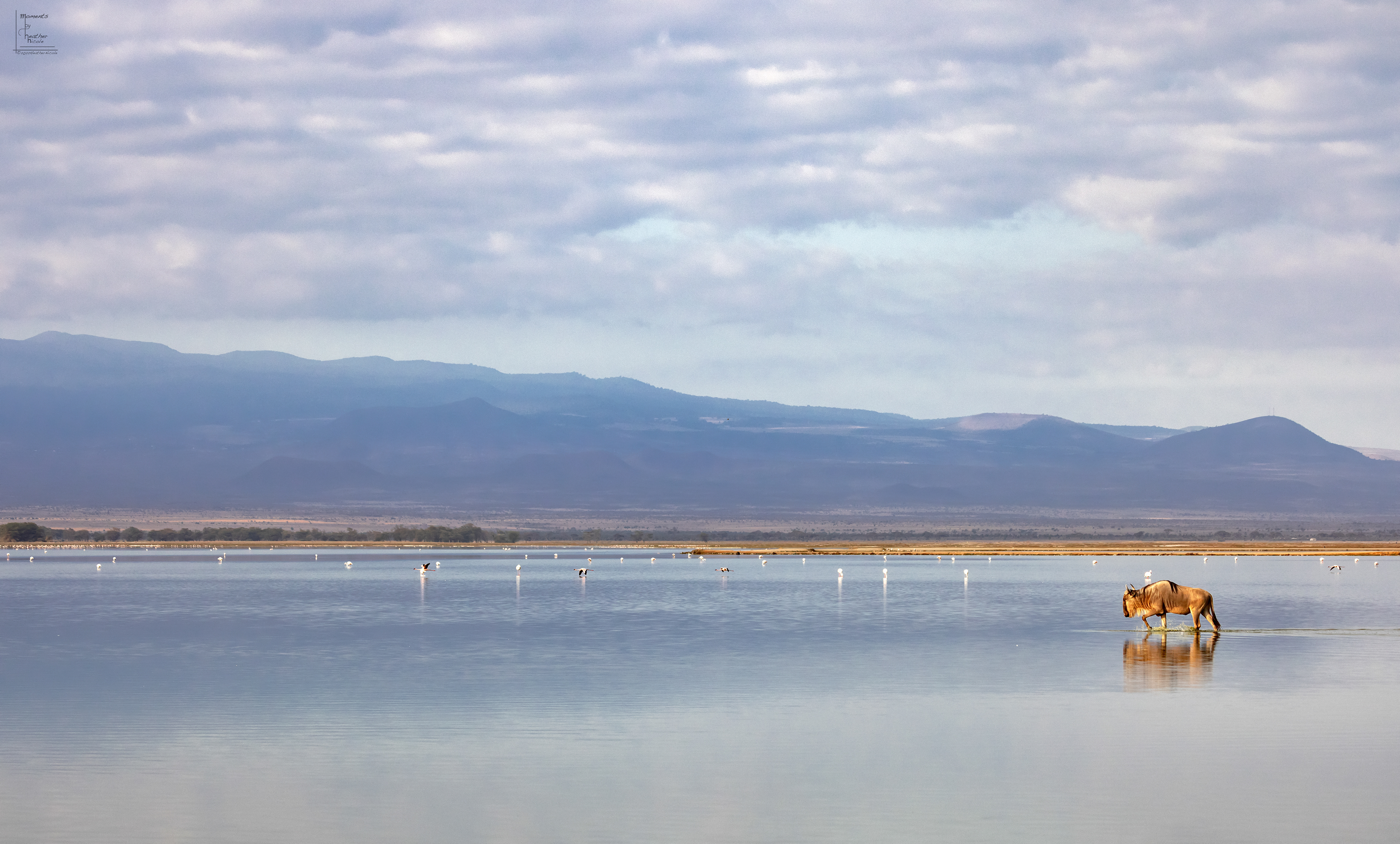 A wildebeest (Connochaetes) walks through the flooded lands searching for the grass that was once here. In Amboseli National Park.