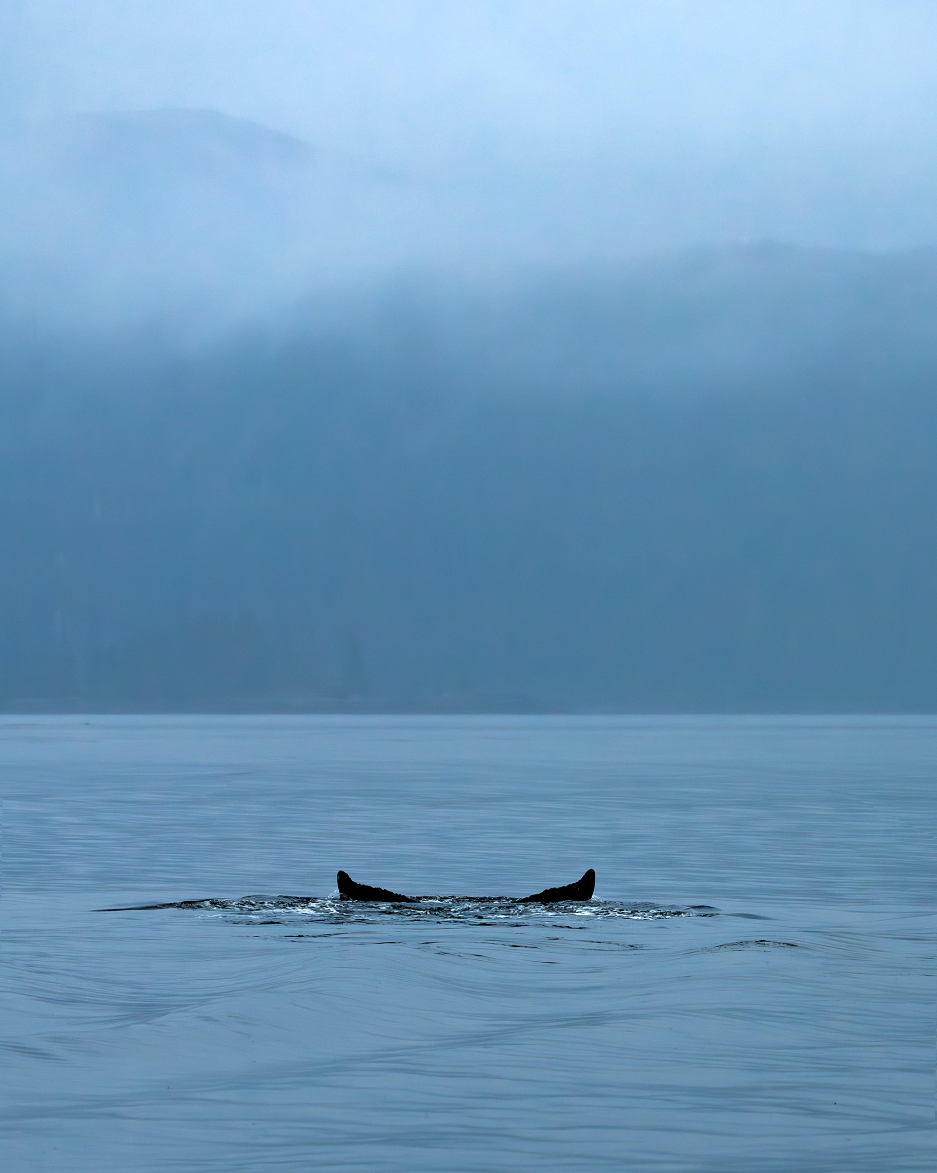 Into the Mist - ©MomentsbyHeatherNicole