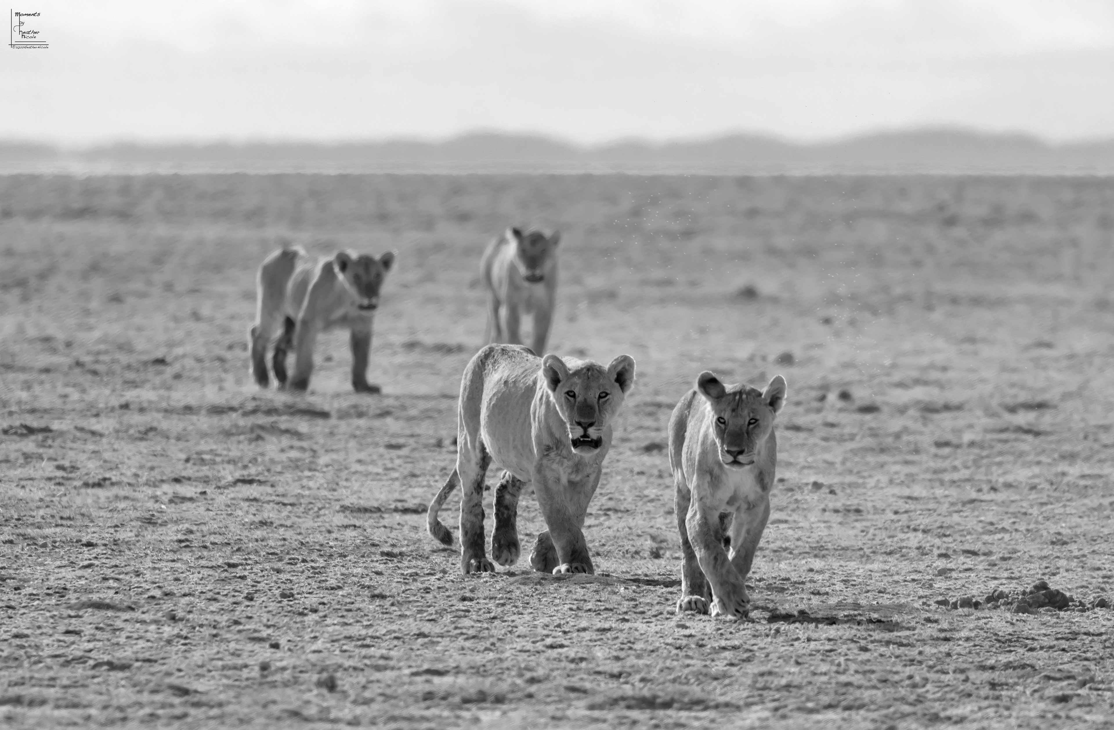 Lions Coming In - ©MomentsbyHeatherNicole