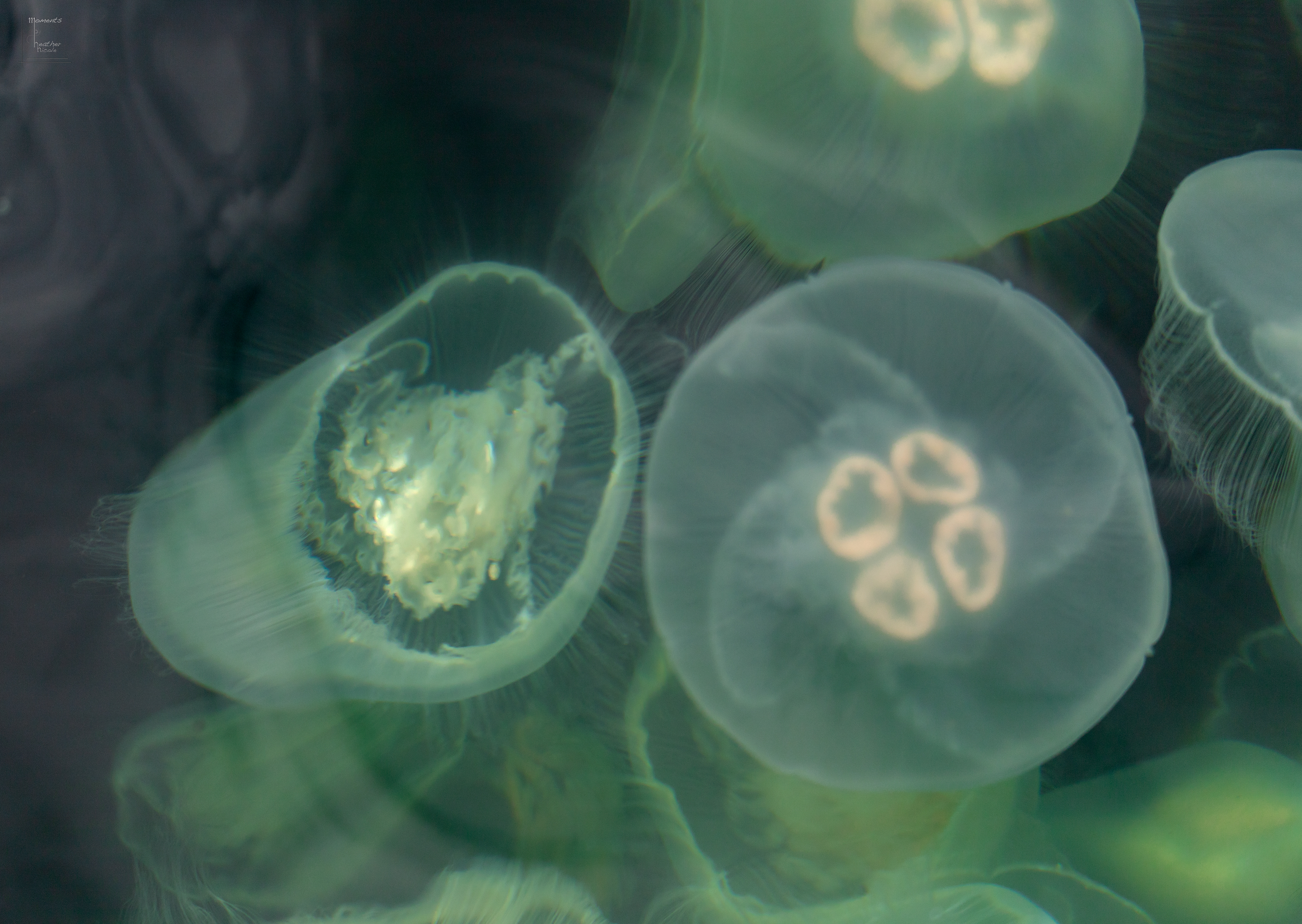Moon Jellies