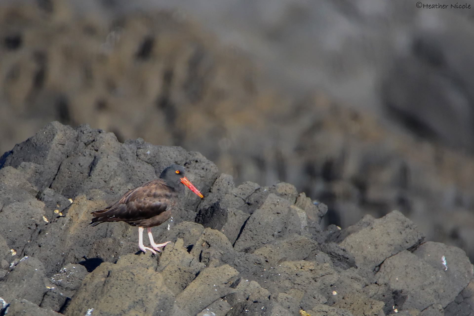 Oyster Catcher - ©MomentsbyHeatherNicole