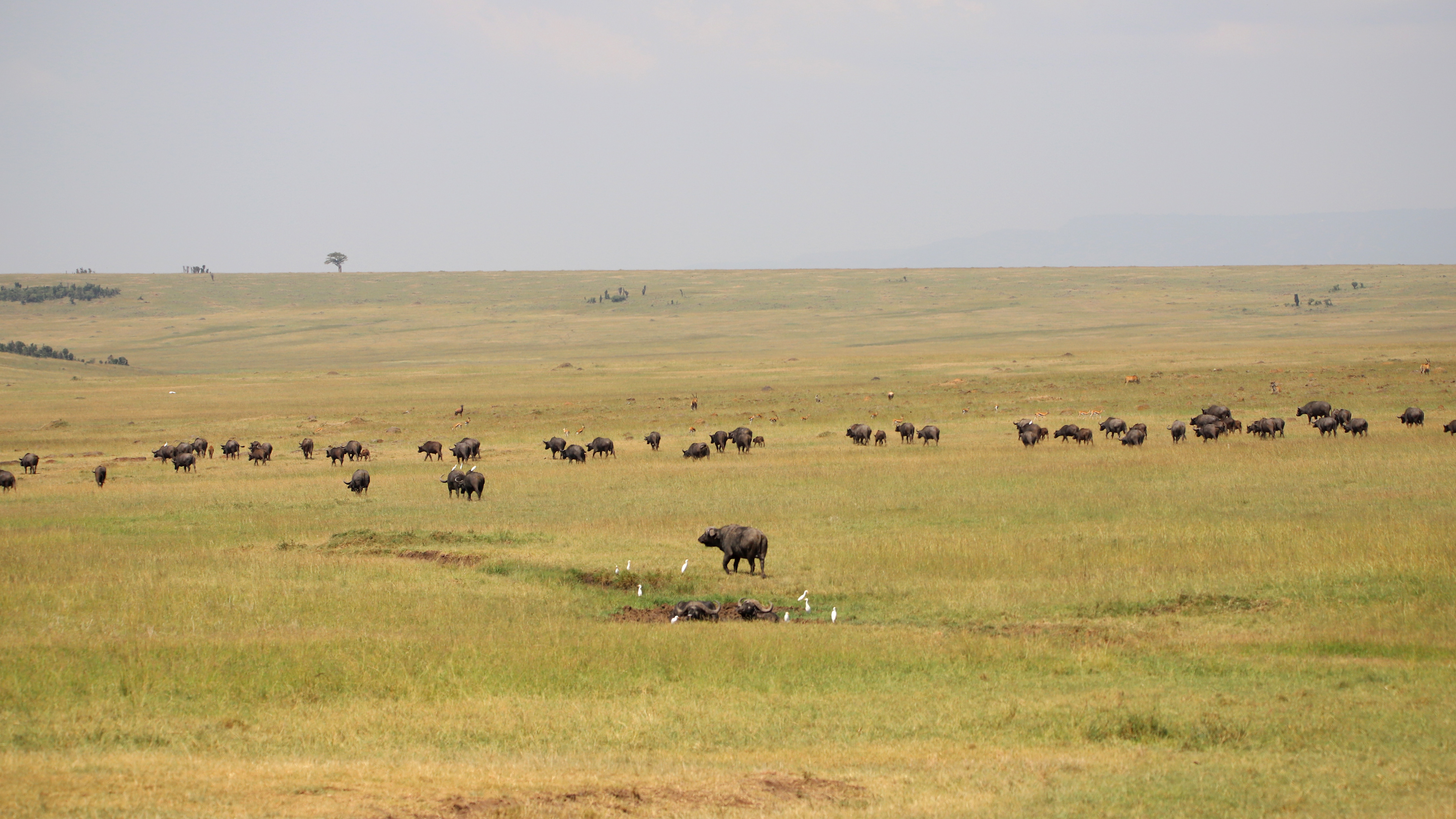 Cape Buffalo ©MomentsbyHeatherNicole