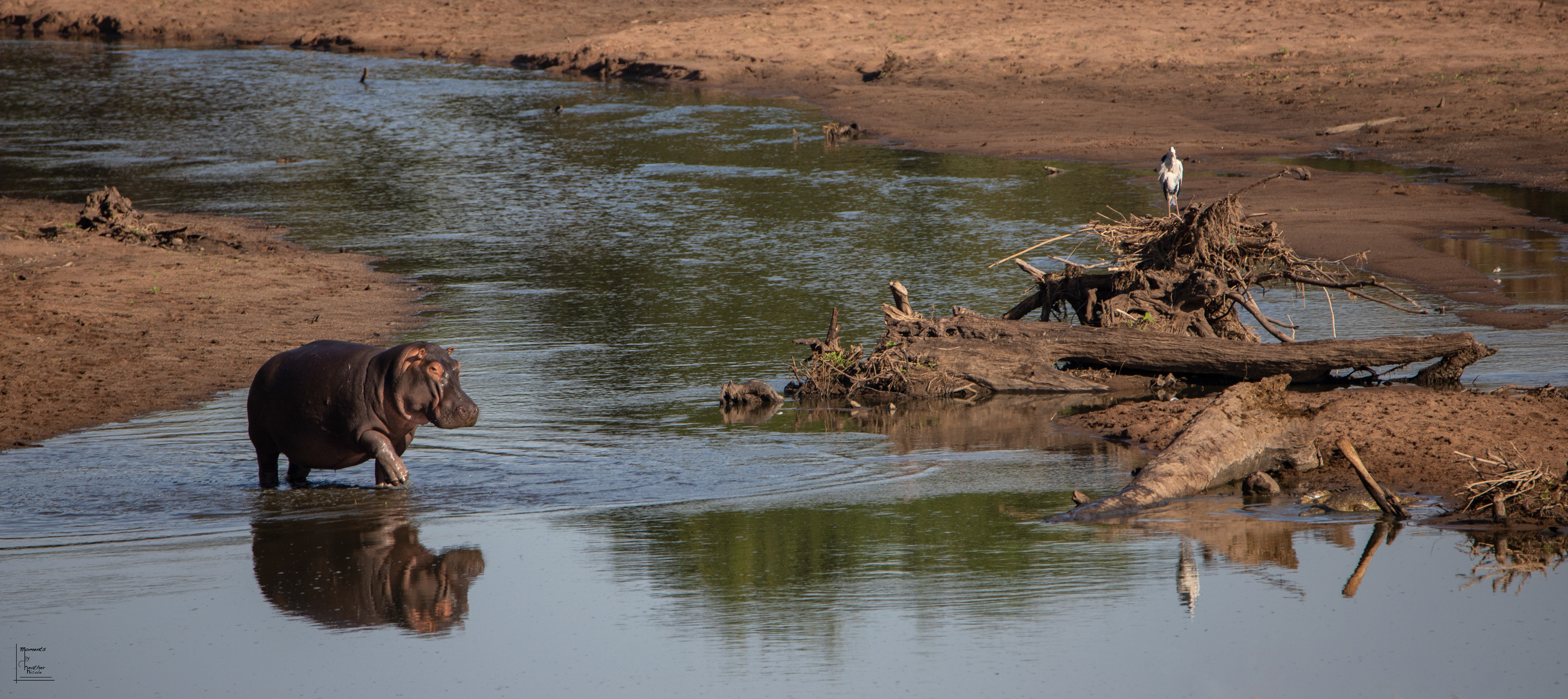 Hippo Pool - ©MomentsbyHeatherNicole