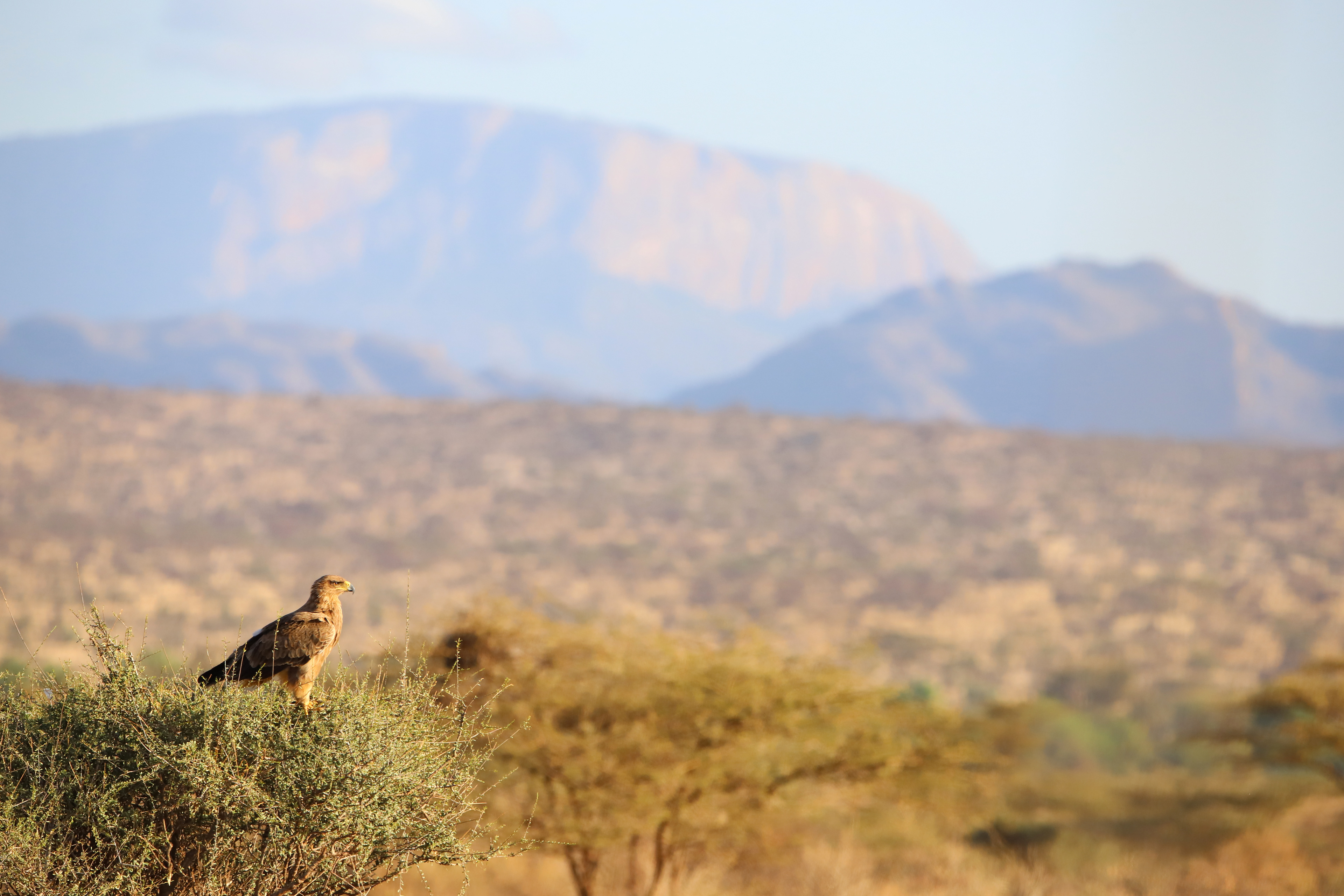Tawney Eagle Landscape ©MomentsbHeatherNicole