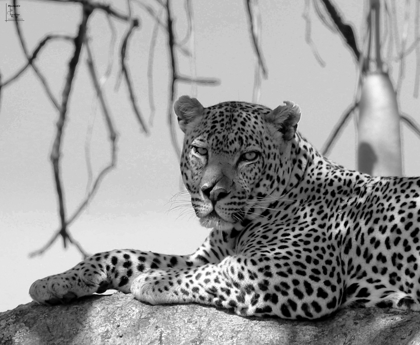 "Split Nose" - ©MomentsbyHeatherNicole