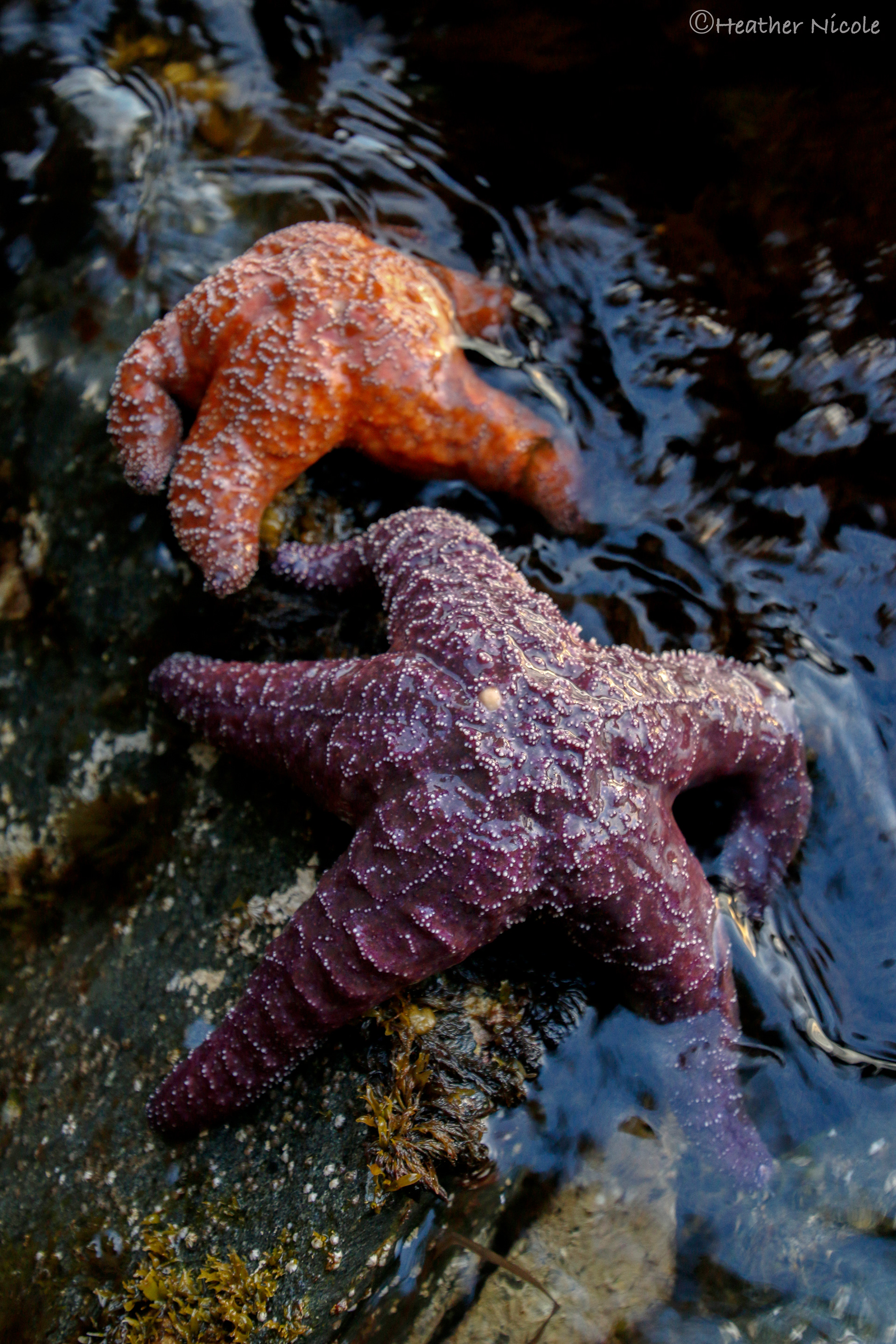 Starfish Friends ©MomentsbyHeatherNicole