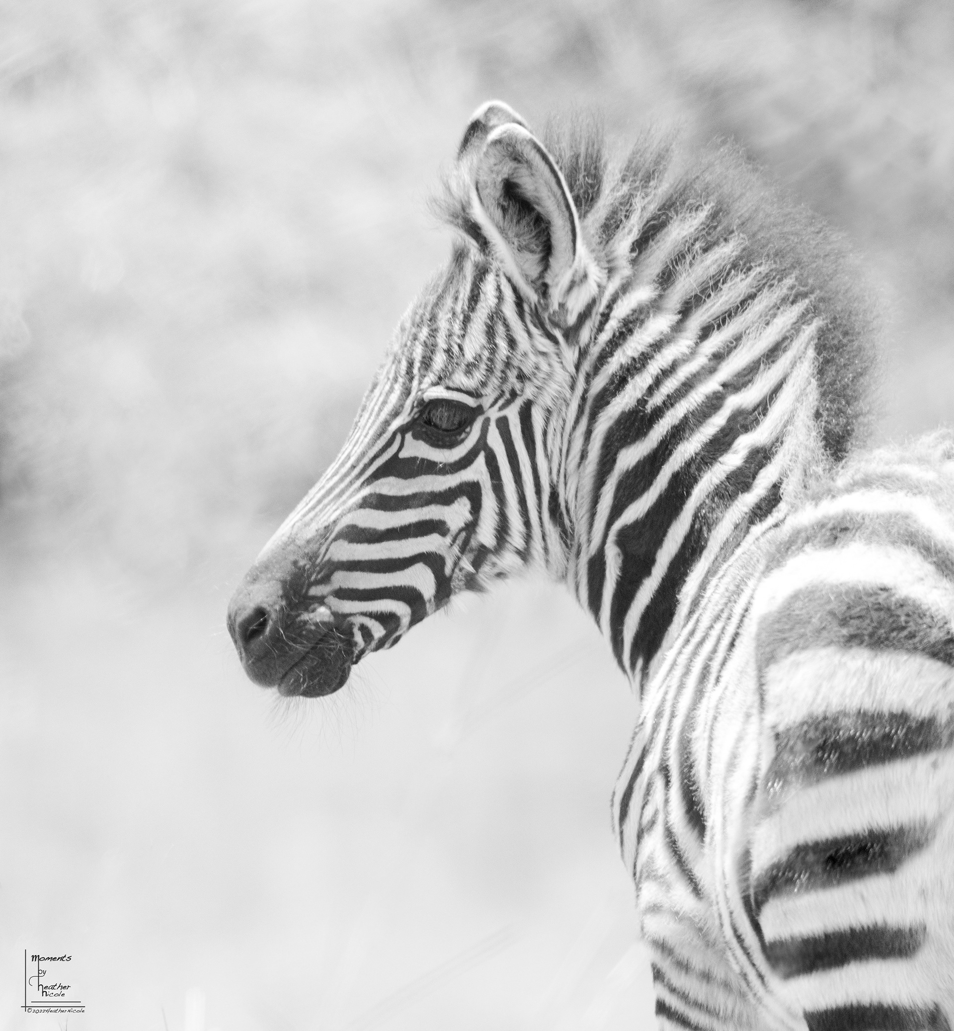 Zebra Calf ©MomentsbyHeatherNicole