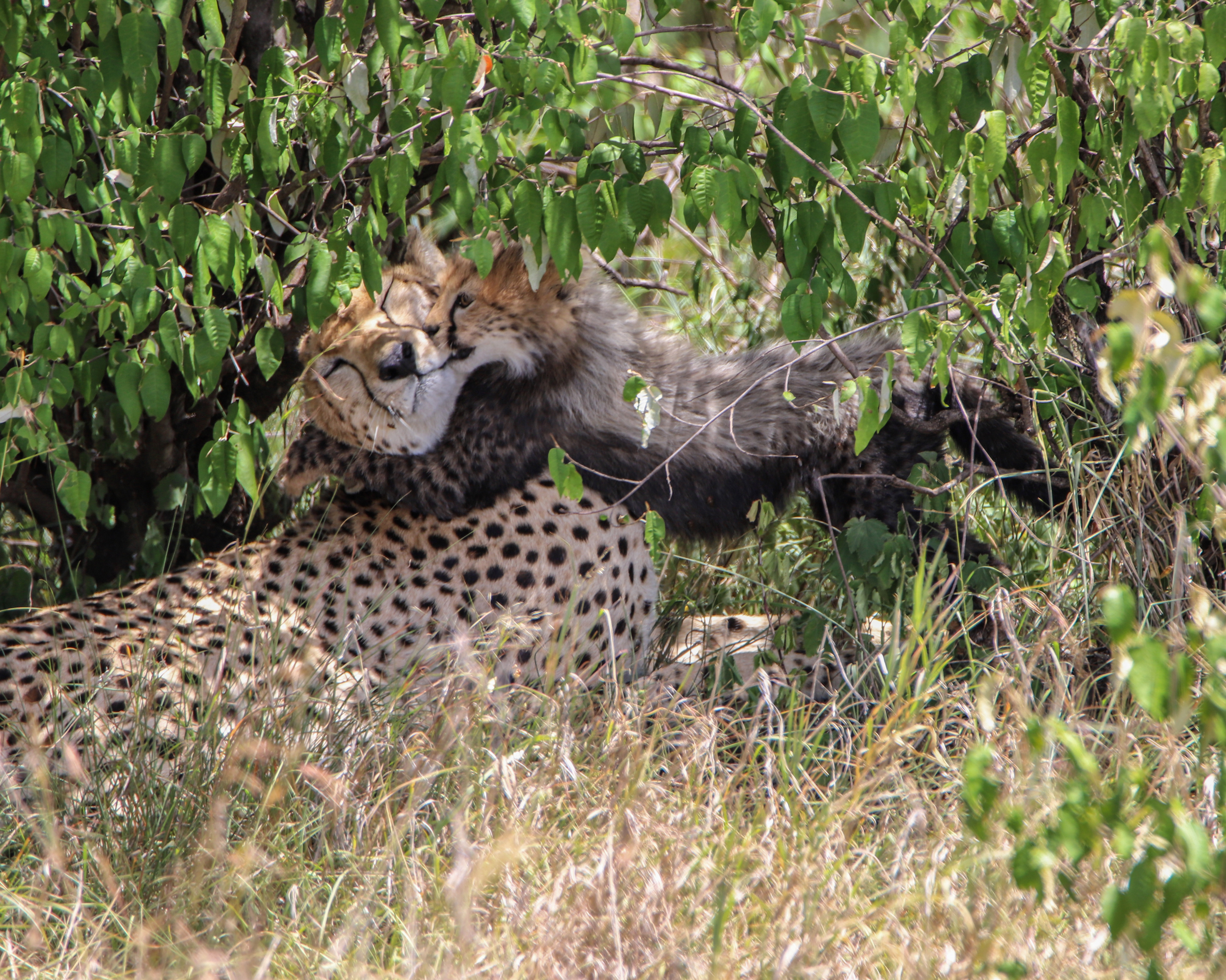 Cheetah Love! ©MomentsbyHeatherNicole