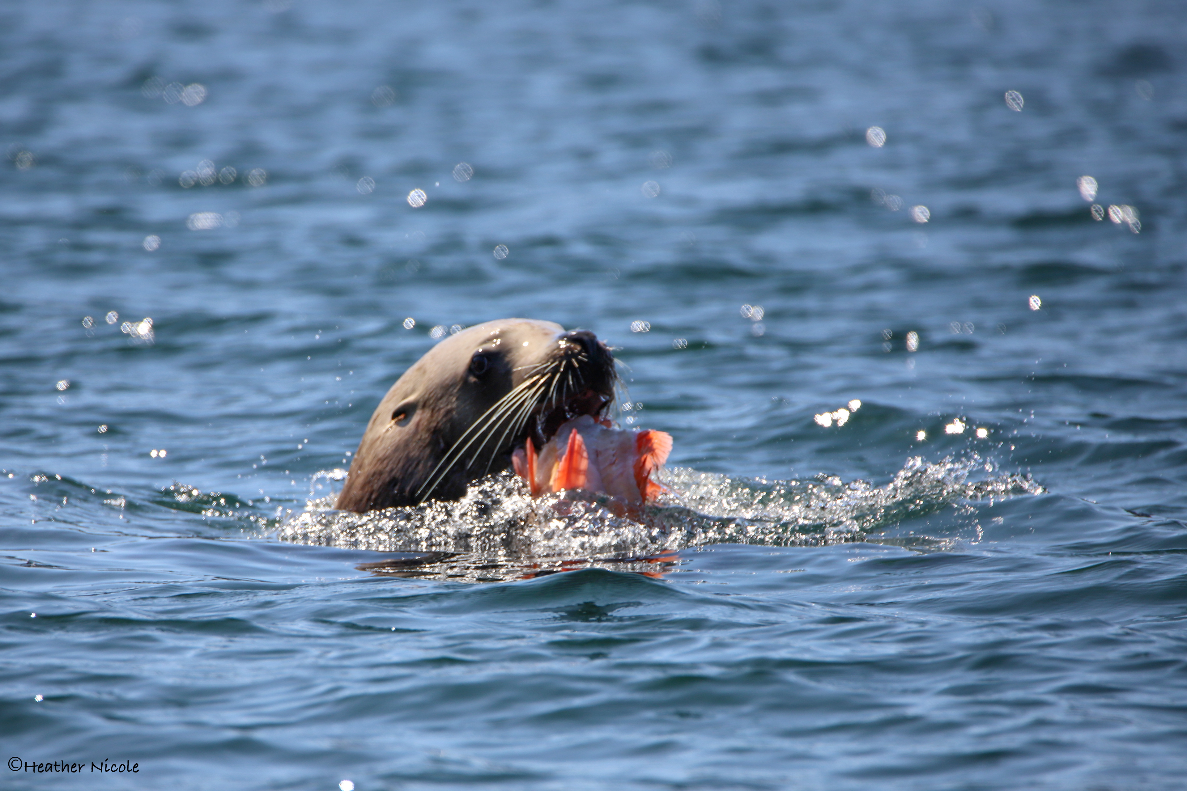 Hungry Sea Lion ©MomentsbyHeatherNicole