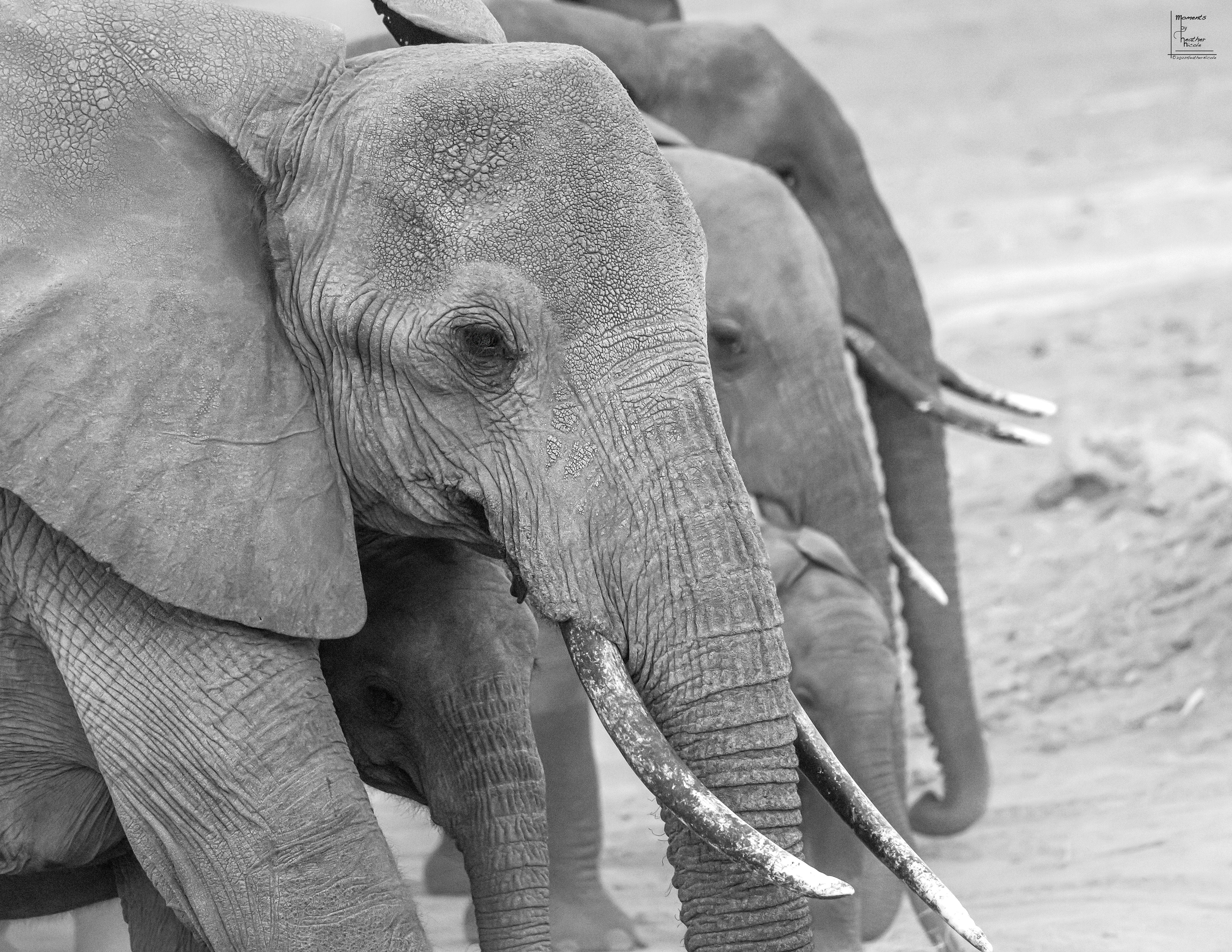 Elephant Family ©MomentsbyHeatherNicole