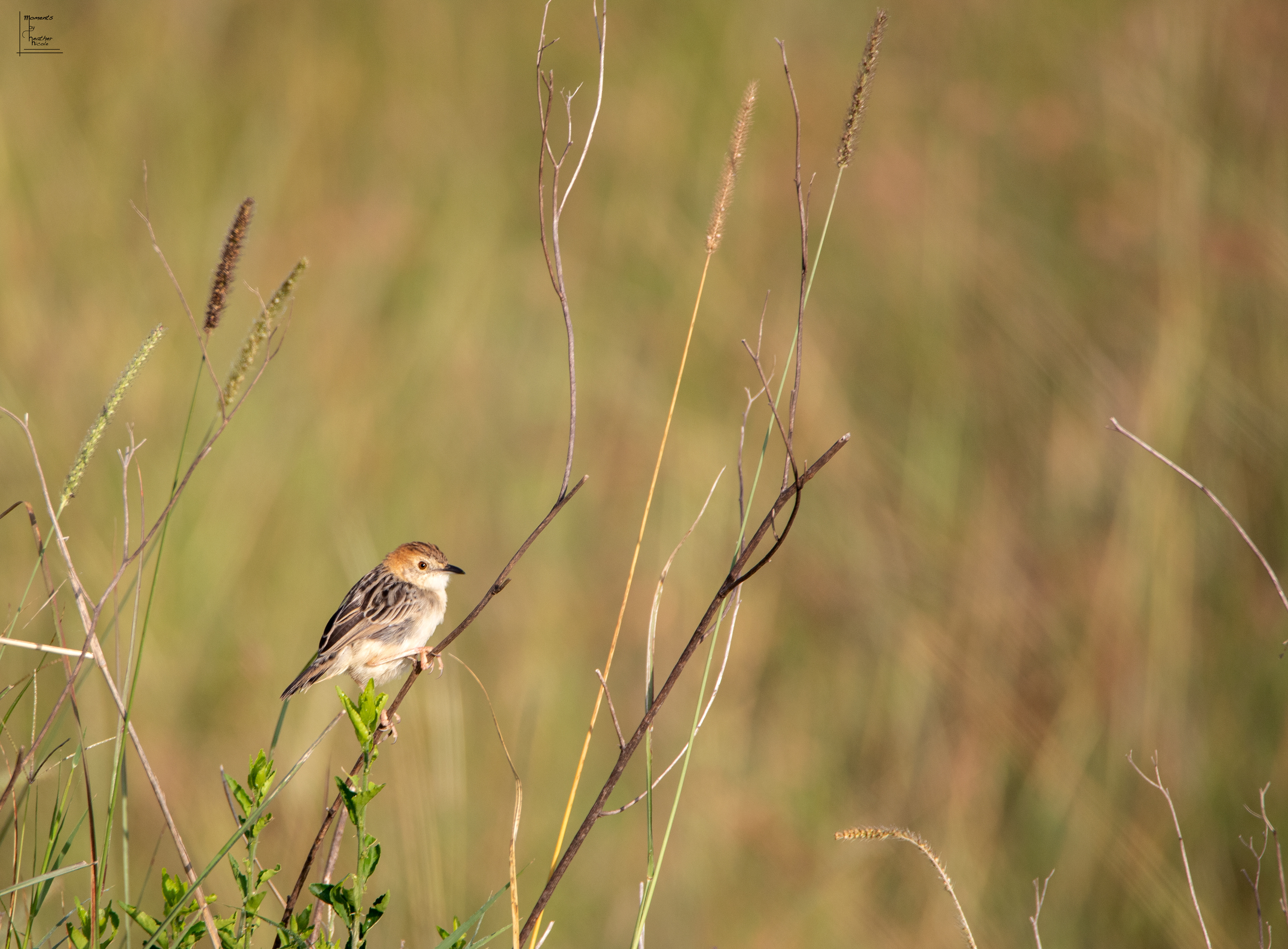 African Birdie - ©MomentsbyHeatherNicole
