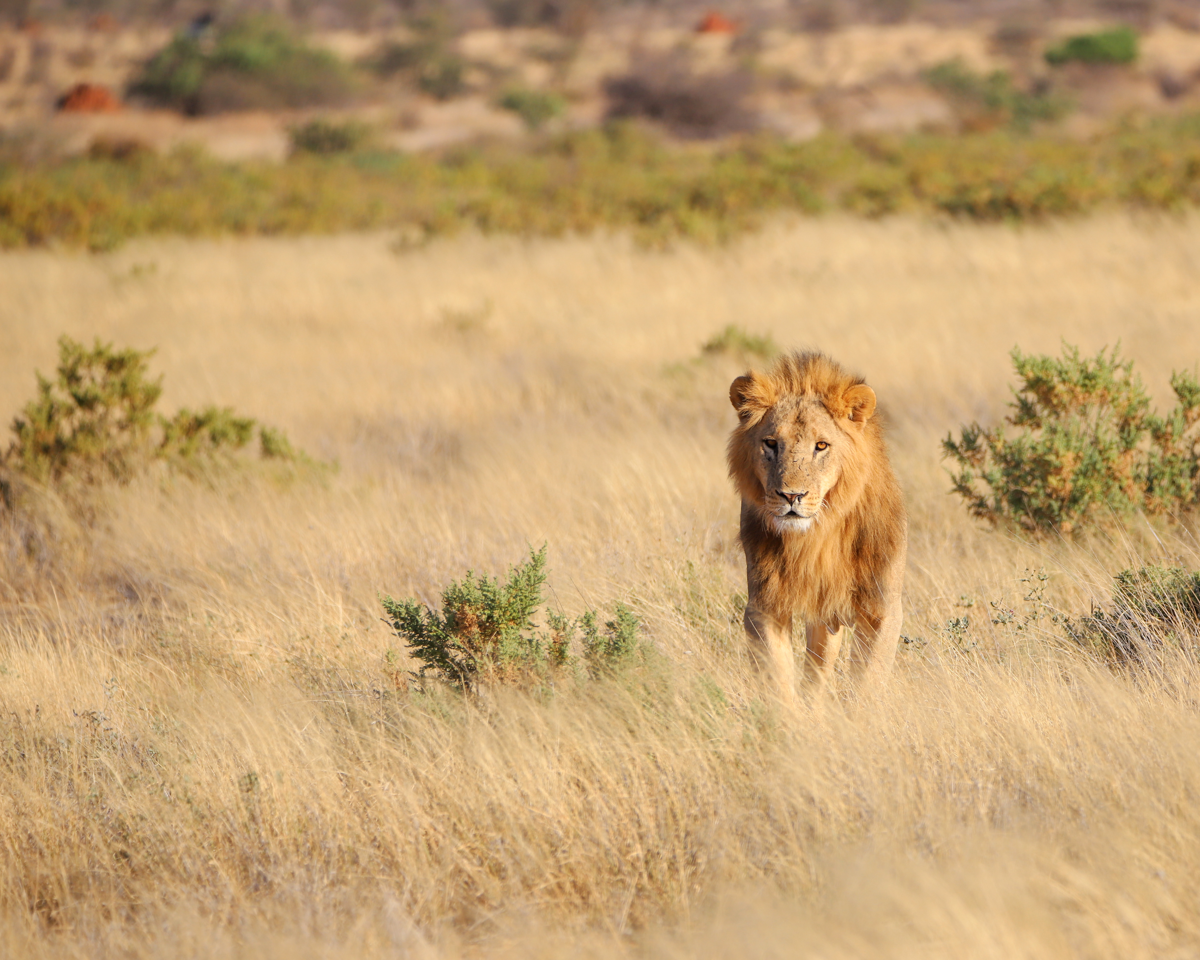 Lion Look ©MomentsbHeatherNicole