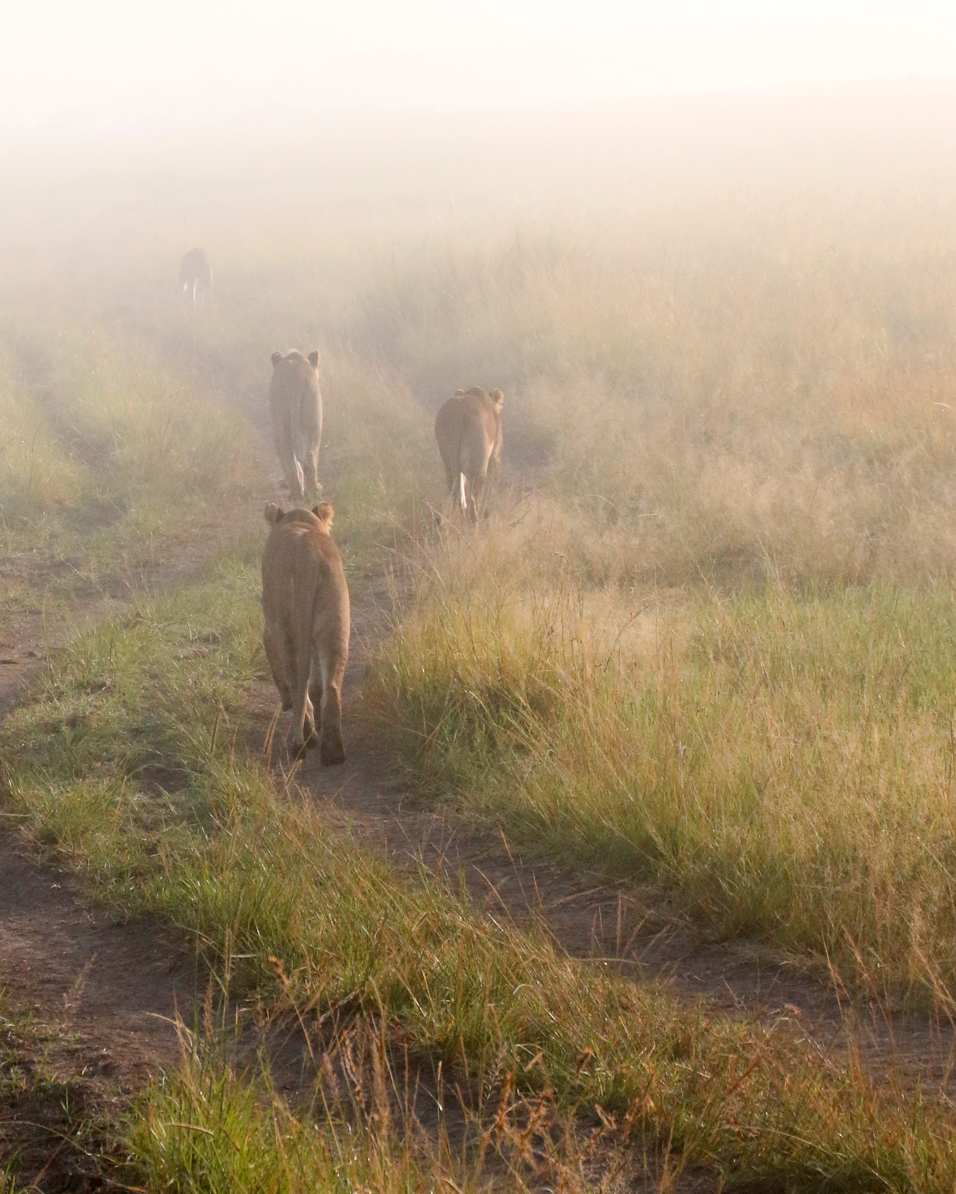 Into The Mist ©MomentsbyHeatherNicole