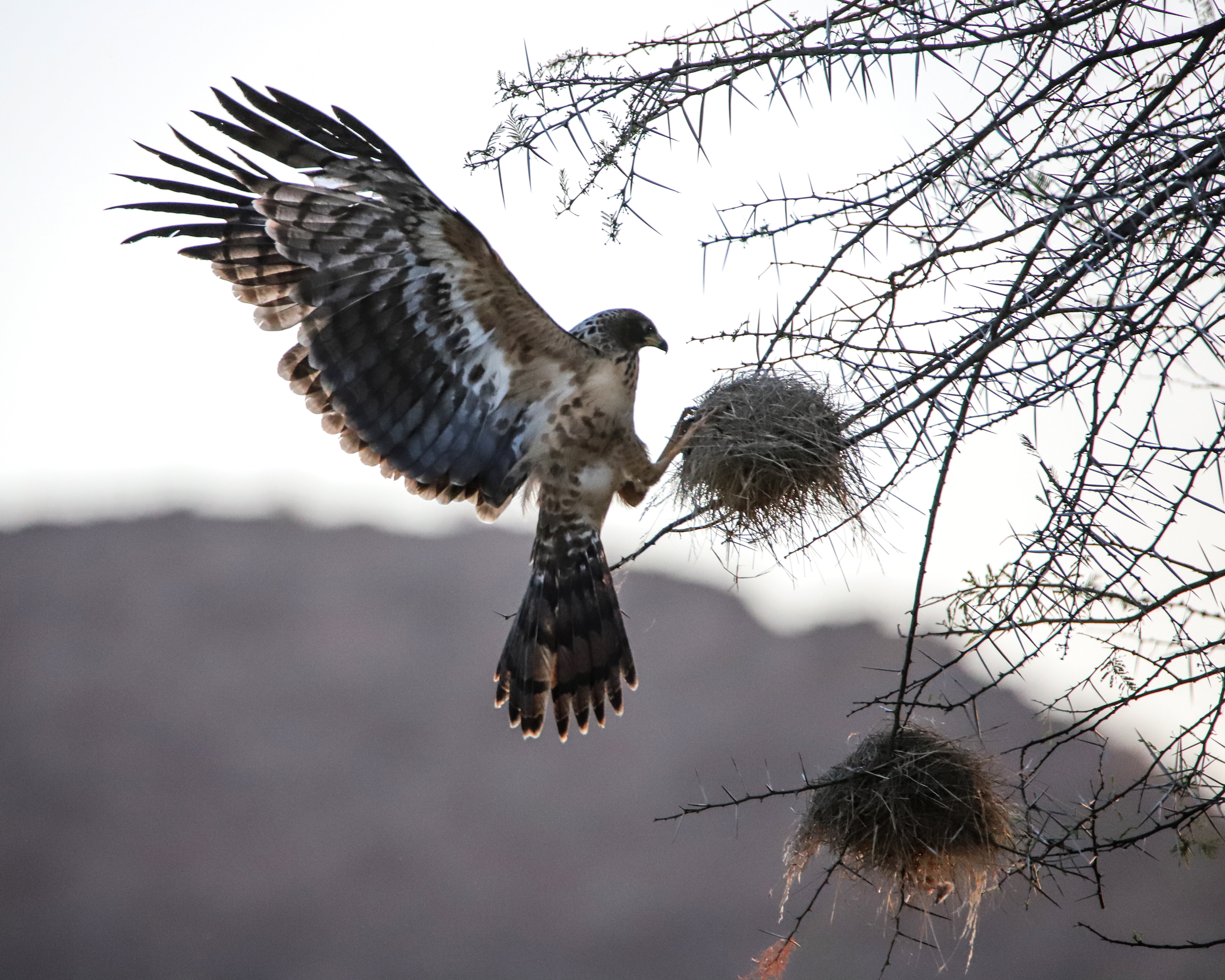 Eagle Attack ©MomentsbHeatherNicole